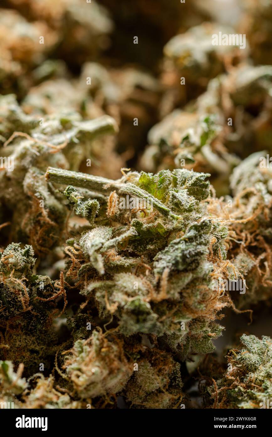 gros plan de nombreux bourgeons de marijuana séchés Banque D'Images