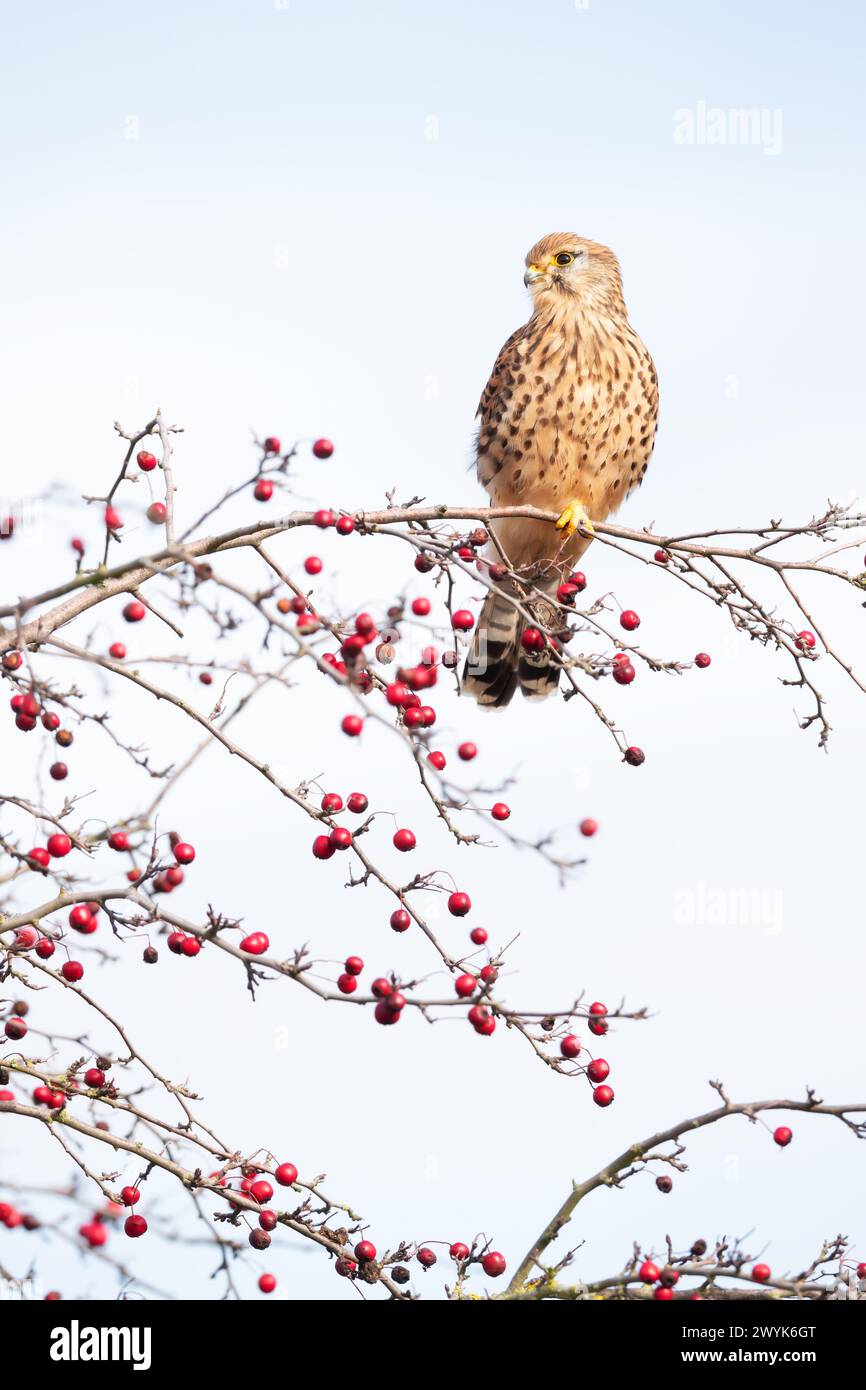 Cestrel commun perché sur une branche d'arbre avec des baies rouges contre le ciel bleu Banque D'Images