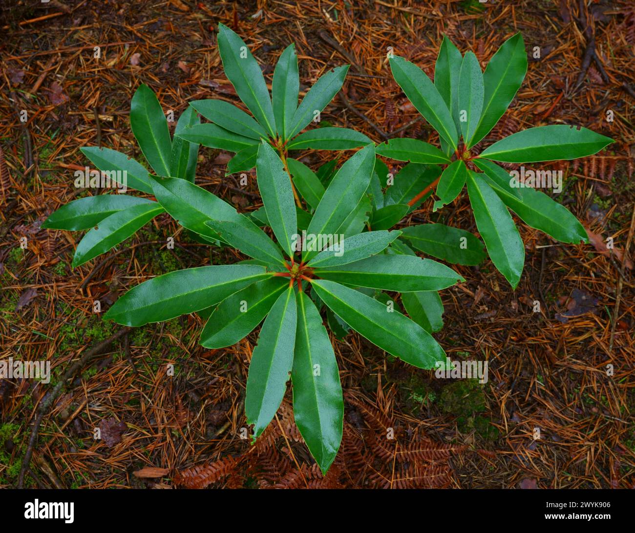 Gros plan sur le feuillage de Rhododendron ponticum. Banque D'Images