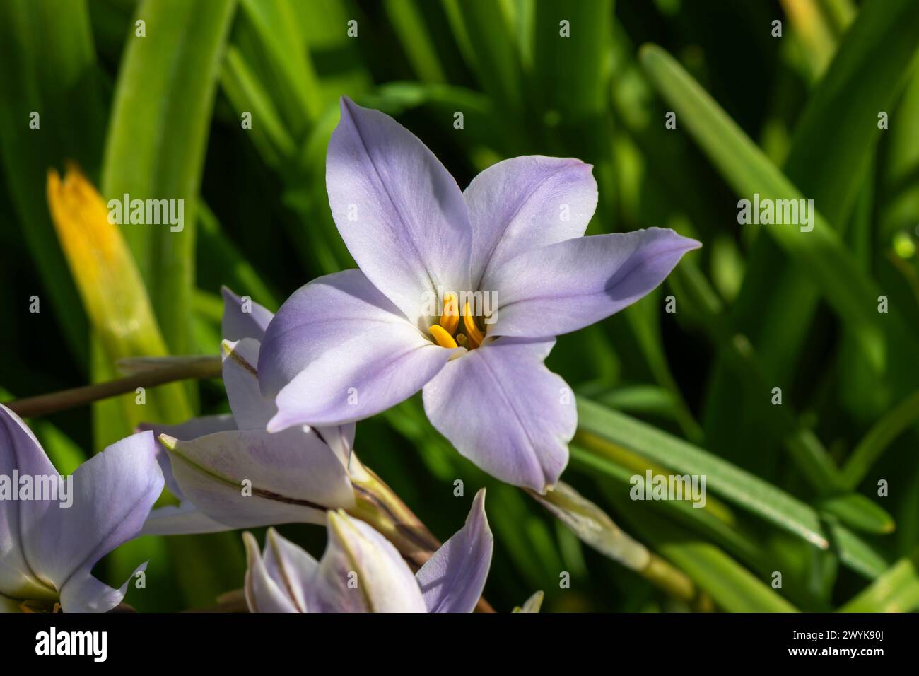 Ipheion uniflorum 'Charlotte Bishop' une plante de fleurs vivaces de printemps moyen à lilas communément appelée starflower Banque D'Images