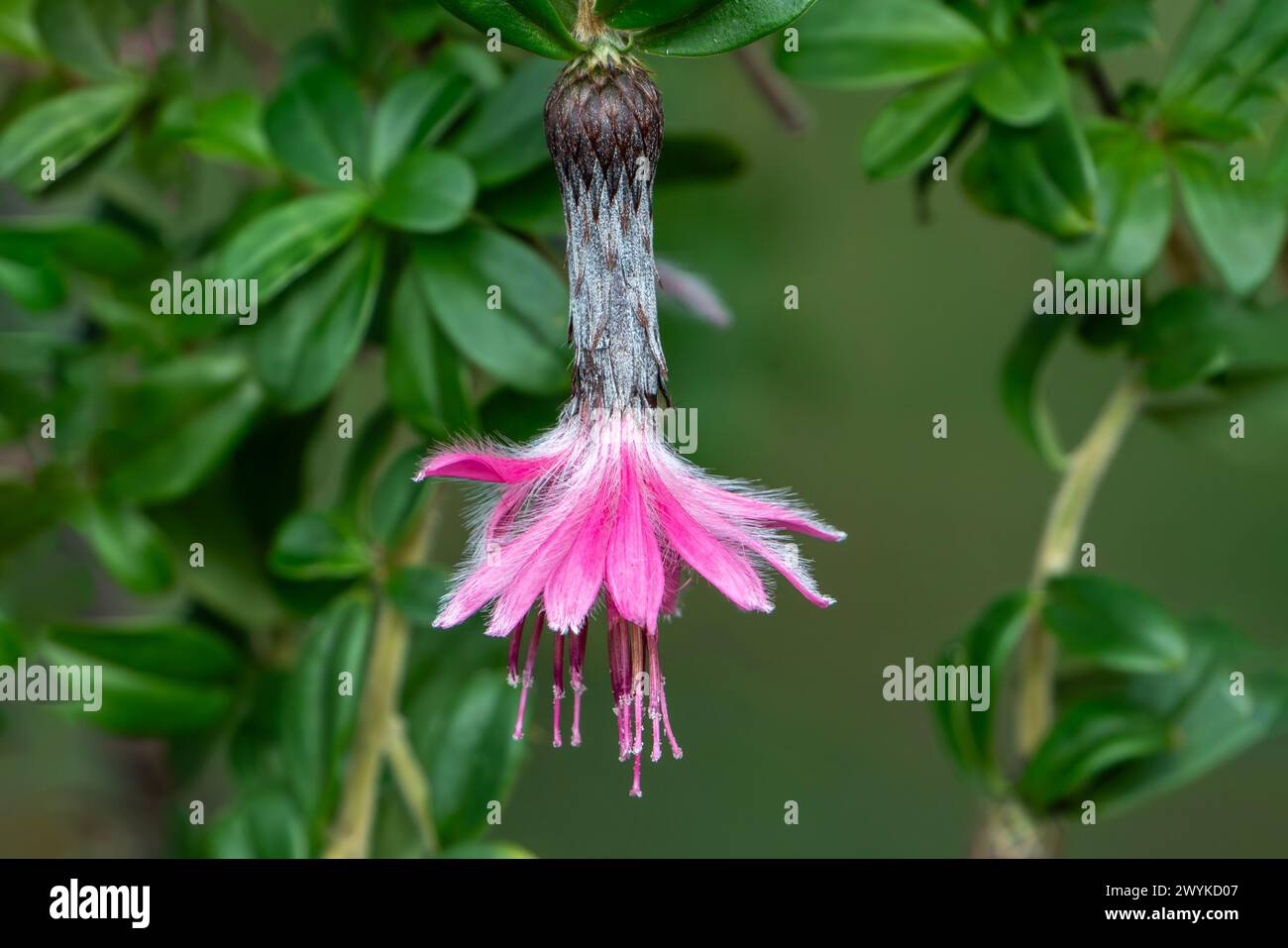 Barnadesia caryophylla une plante arbuste tempérée indigène d'Amérique du Sud avec une fleur rouge rose, image photo stock Banque D'Images