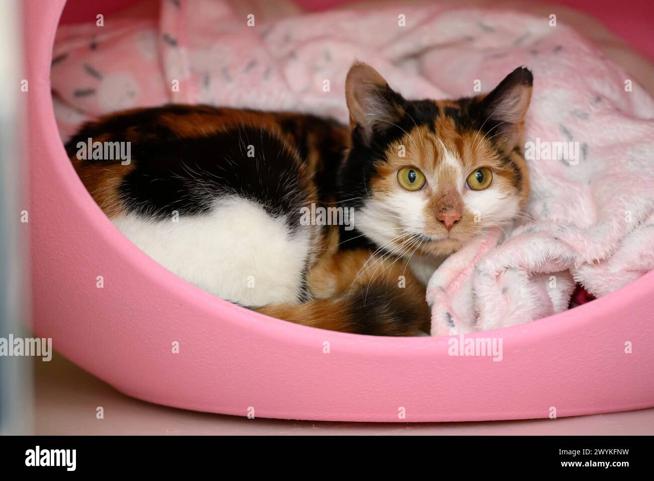 Images de stock au centre de relogement de la SPCA, Hamilton Cat, Green Eyes Banque D'Images