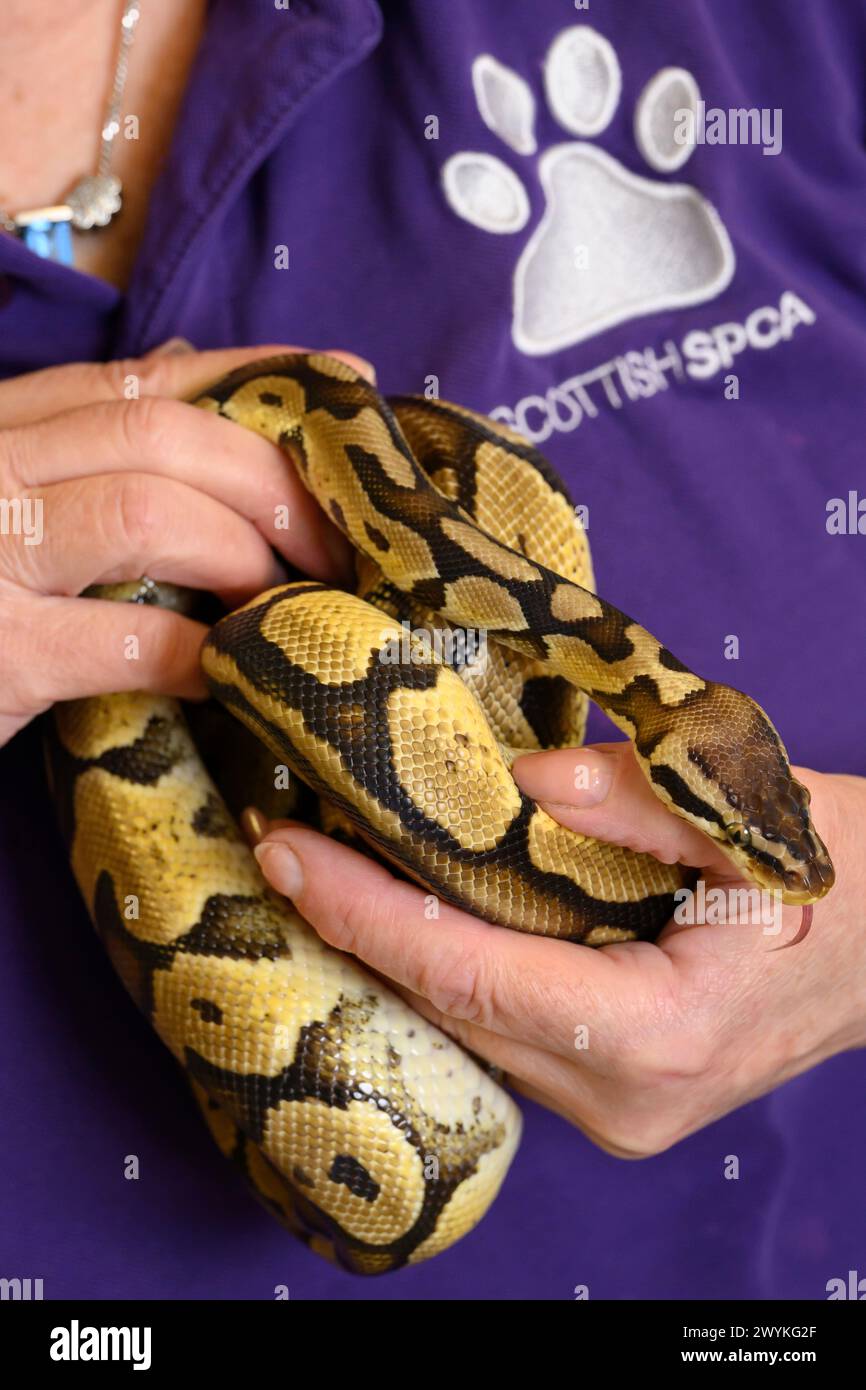Images de stock au centre de relogement de la SPCA, femme Hamilton tenant serpent Banque D'Images