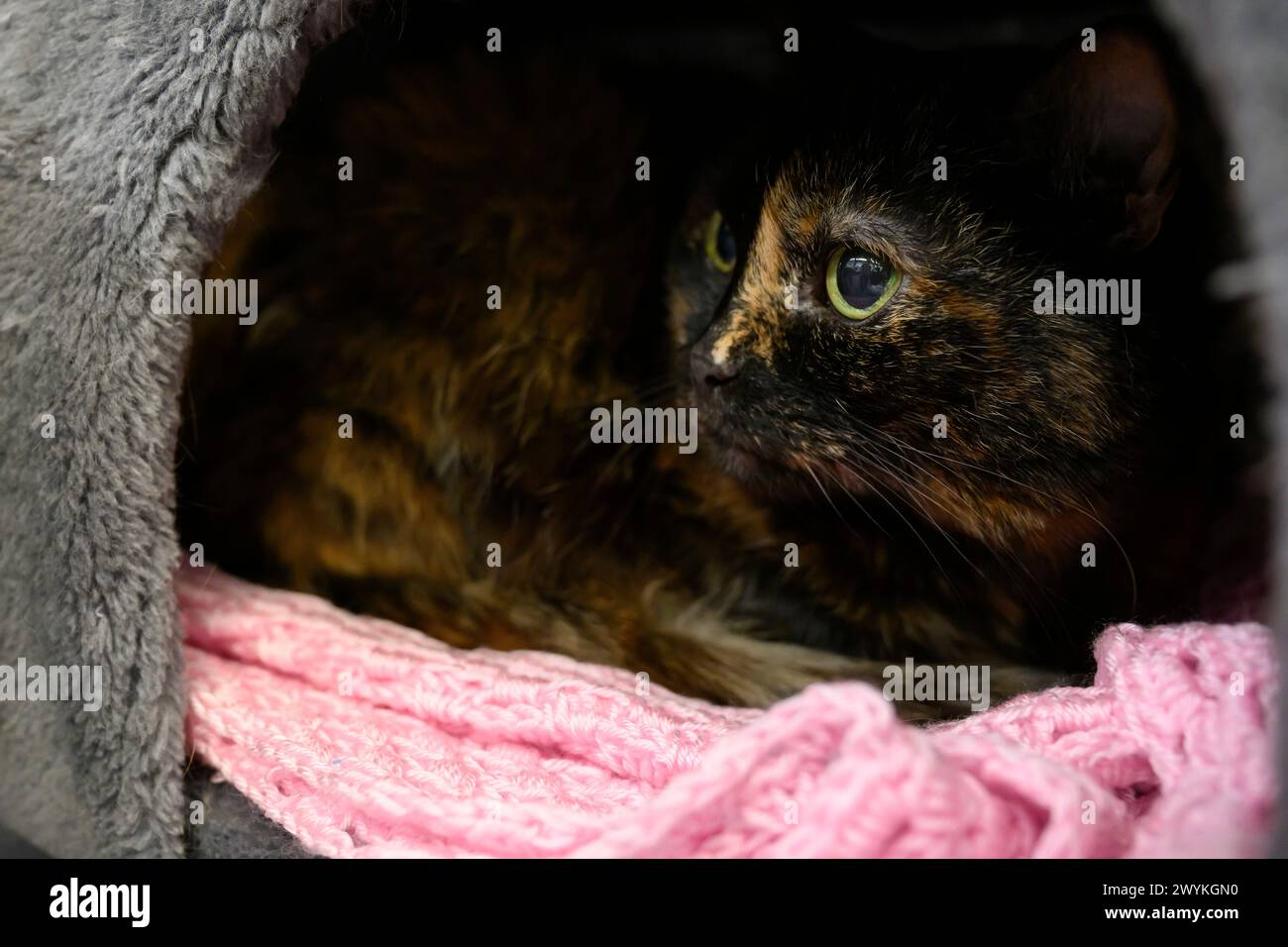 Images au centre de relogement écossais de la SPCA, Hamilton Tabby Cat Banque D'Images