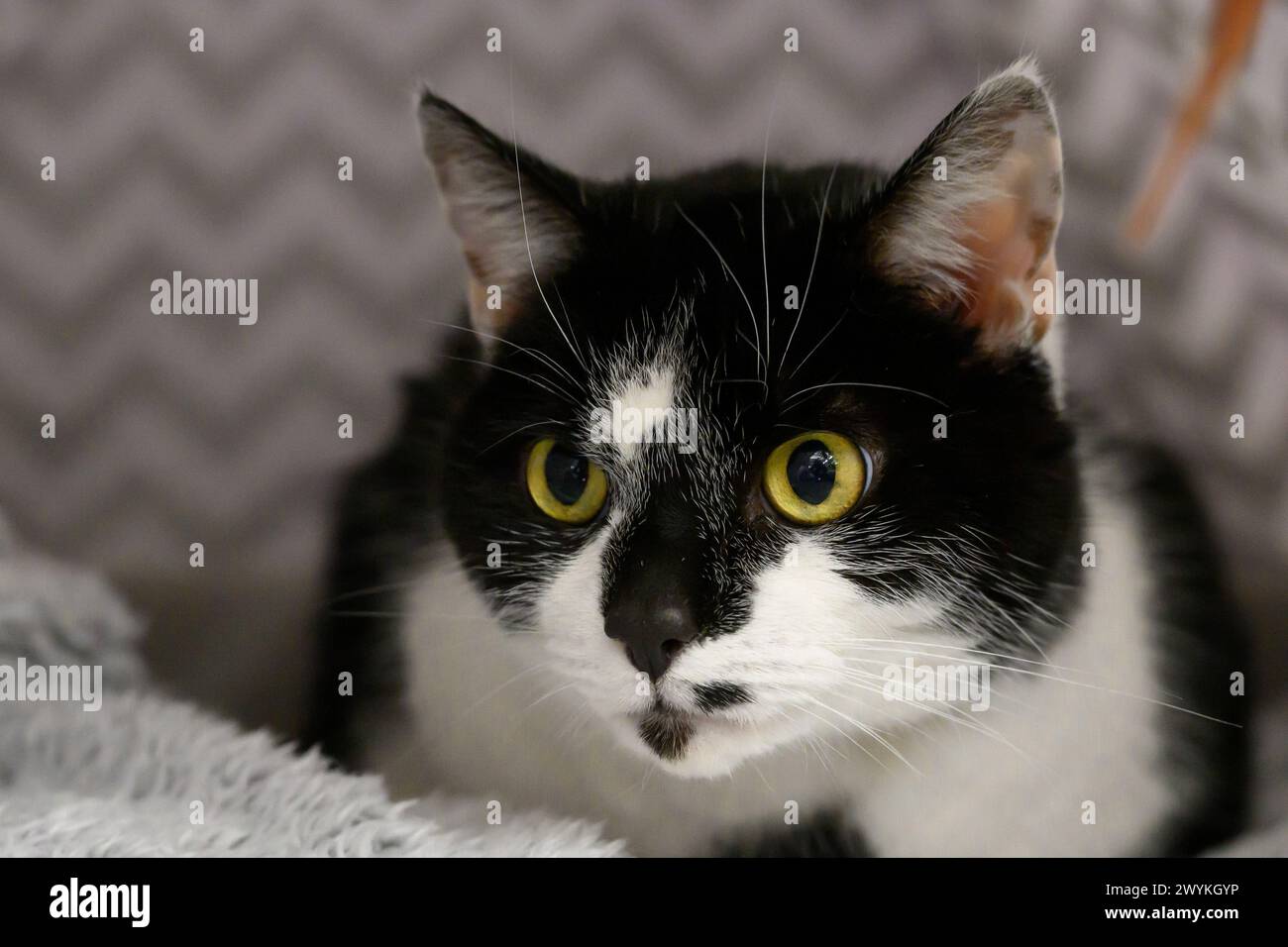 Stock images au centre de relogement écossais de la SPCA, Hamilton Black and White Cat avec les yeux jaunes Banque D'Images