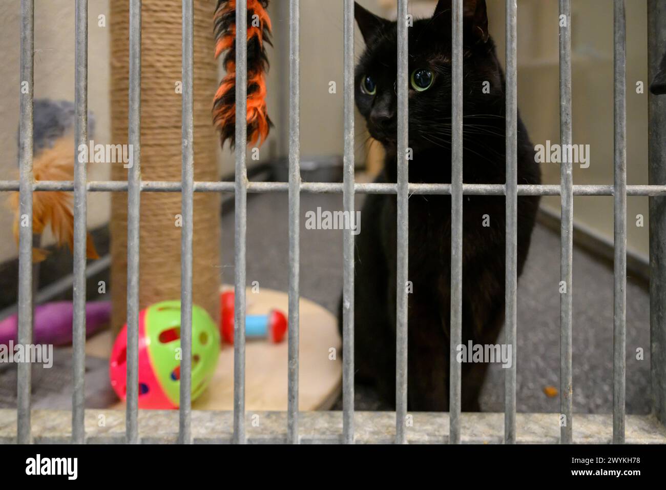 Stock d'images au centre de relogement de la SPCA écossaise, Hamilton Black Cat dans une cage Banque D'Images
