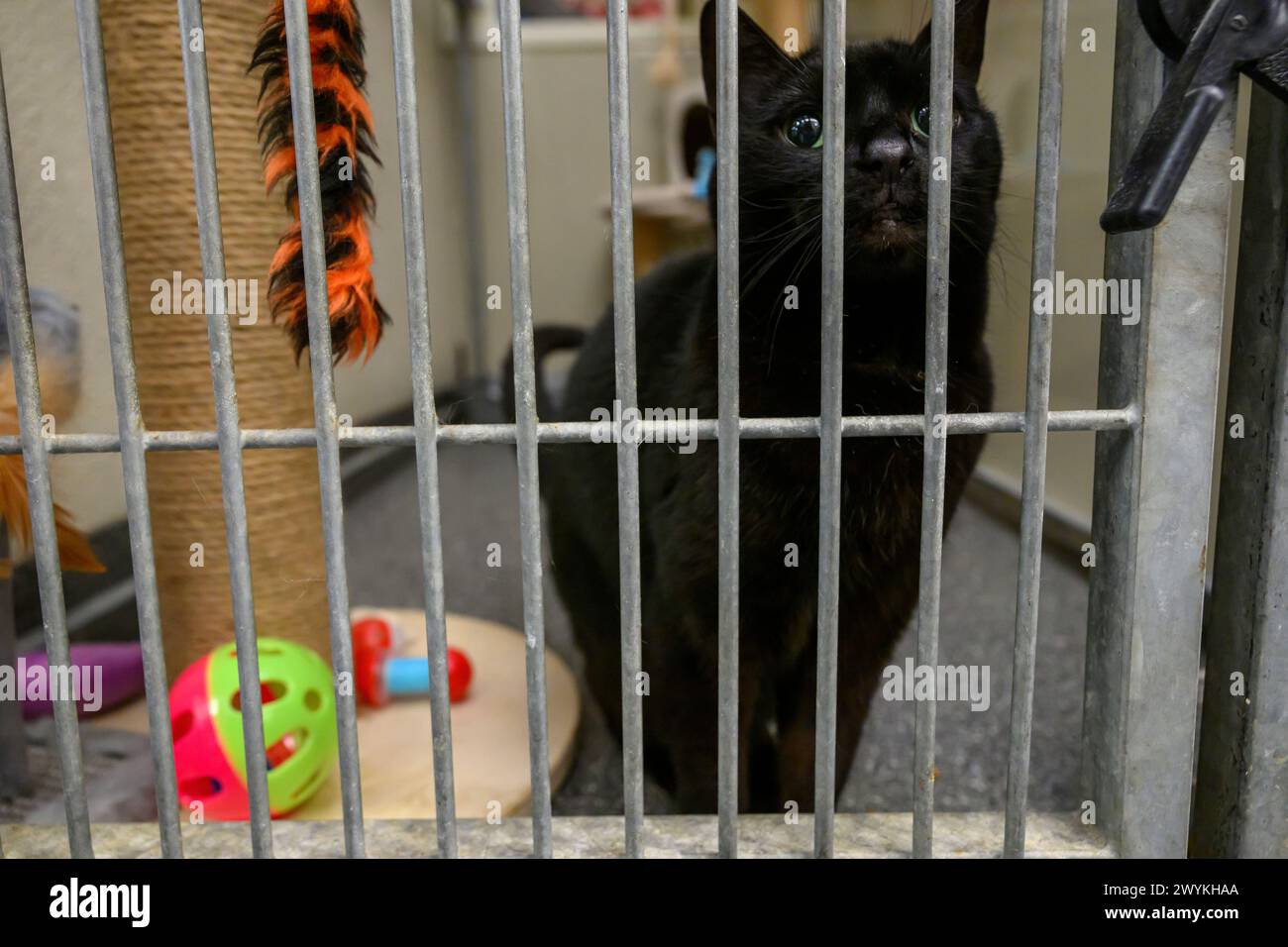 Un chat noir dans un enclos au centre de réadoption du Scottish SPCA, Hamilton, South Lanarkshire, Écosse, Royaume-Uni Banque D'Images