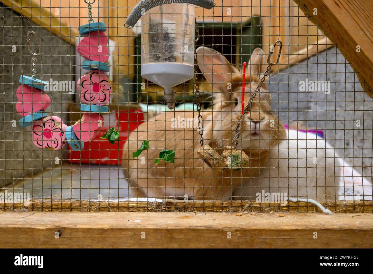 Images de stock au centre de relogement de la SPCA écossaise, lapin Hamilton Brown dans une cage Banque D'Images