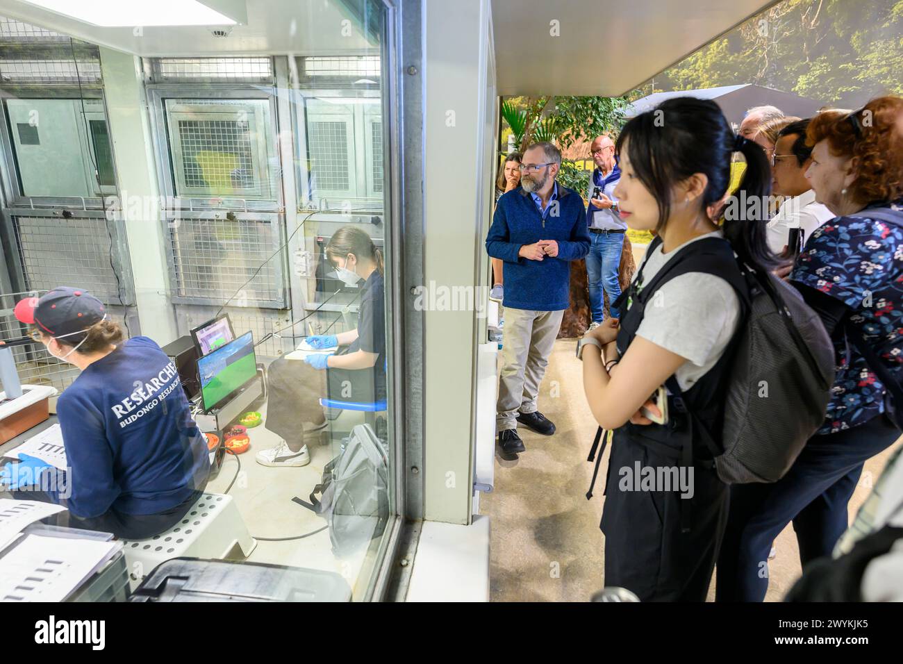 Chimpanzé, Zoo d'Édimbourg, équipe de recherche Budongo Trail Banque D'Images