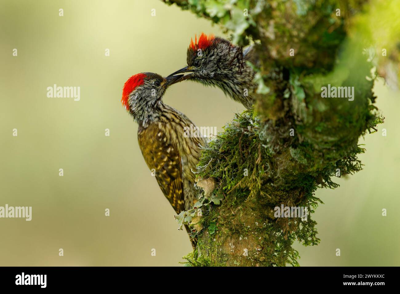Cardinal pic des bois - Chloropicus Dendropicos fuscescens oiseau résident commun dans une grande partie de l'Afrique subsaharienne, de la forêt dense au buisson épine, sur le g Banque D'Images