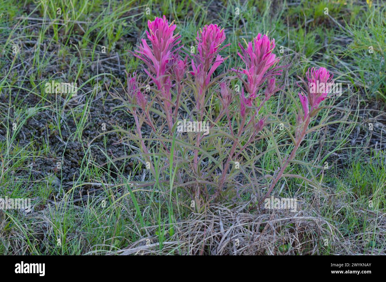 Pinceau des Prairies, Castilleja purpurea Banque D'Images