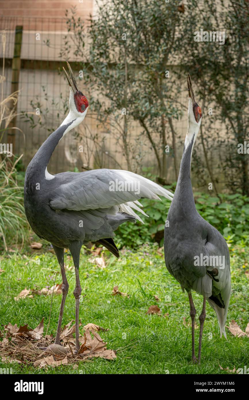 La ménagerie, le zoo du jardin végétal. Vue d'un couple de grues à col blanc avec un oeuf dans le nid Banque D'Images