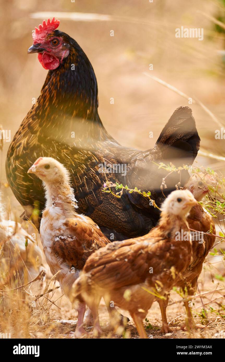 Une poule d’Ibiza avec sa couvée de poussins dans un champ. La Gallina Eivissenca ou Gallina de Ibiza est un poulet de race indigène très rare et protégé. Banque D'Images