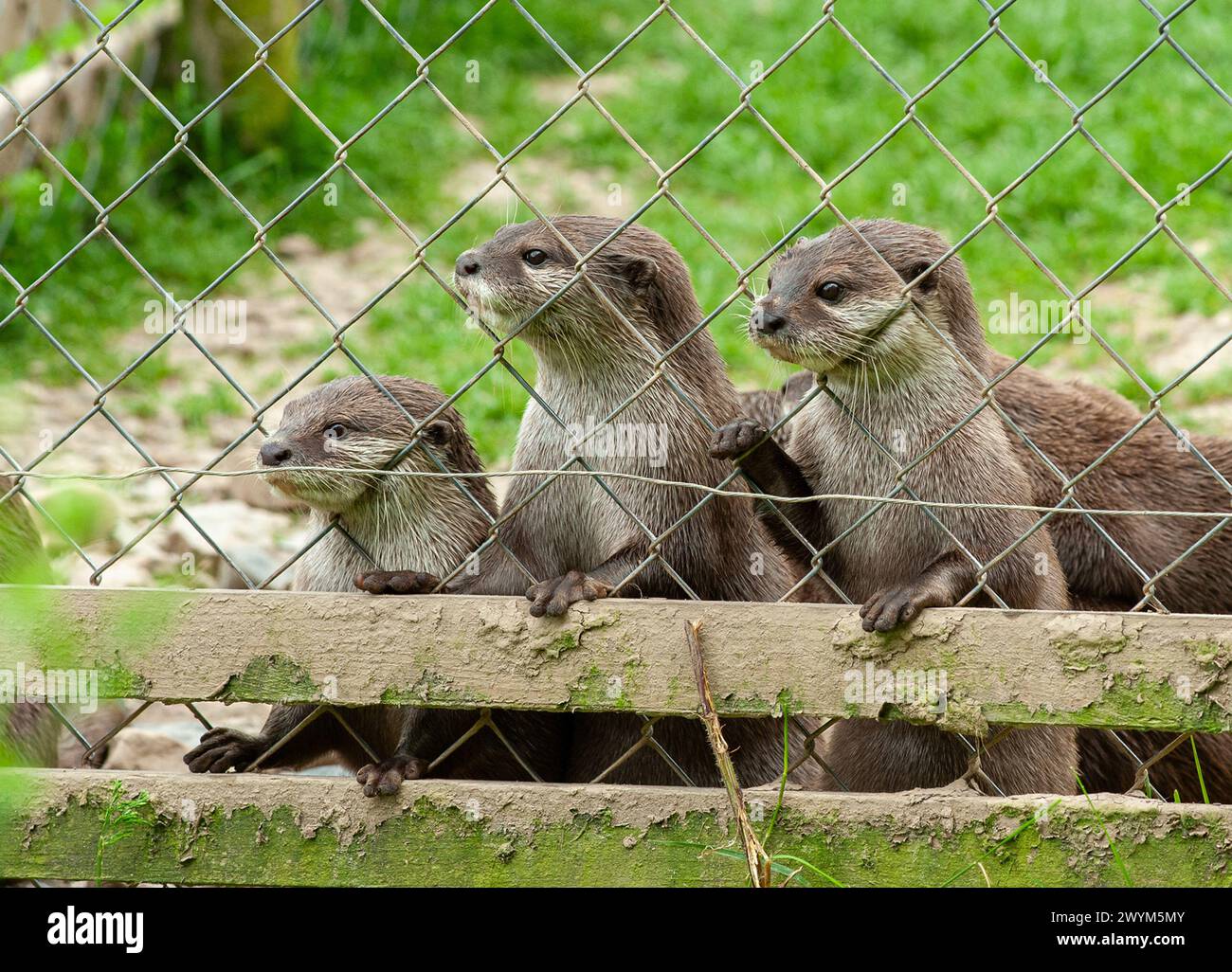 De mignonnes loutres asiatiques à griffes courtes attendent d'être nourries au zoo Banque D'Images