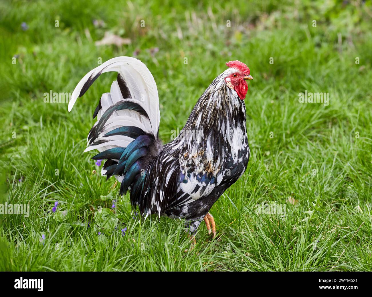Image de coq hétérogène oiseau à plumes domestique sur herbe verte Banque D'Images