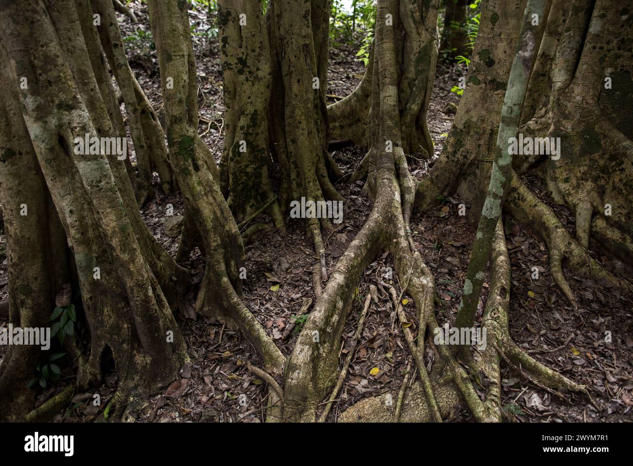 Dans le bassin El Mirador dans la jungle du nord du Guatemala Banque D'Images