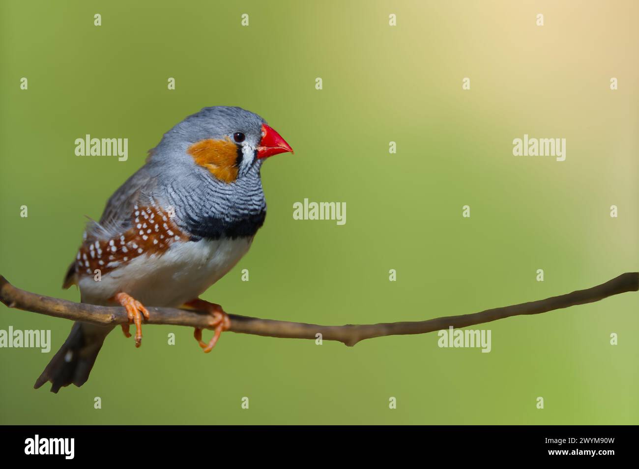 Budgie en différentes couleurs sur une branche sur un fond vert Banque D'Images