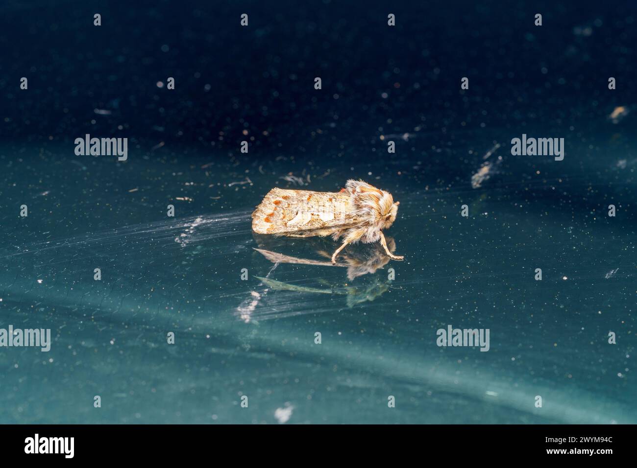 Panolis flammea famille Noctuidae genre Panolis Pine beauté Moth nature sauvage photographie d'insectes, image, papier peint Banque D'Images