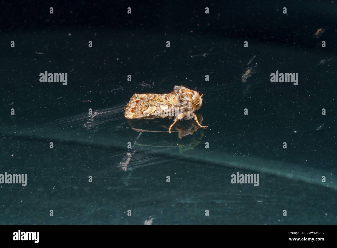 Panolis flammea famille Noctuidae genre Panolis Pine beauté Moth nature sauvage photographie d'insectes, image, papier peint Banque D'Images