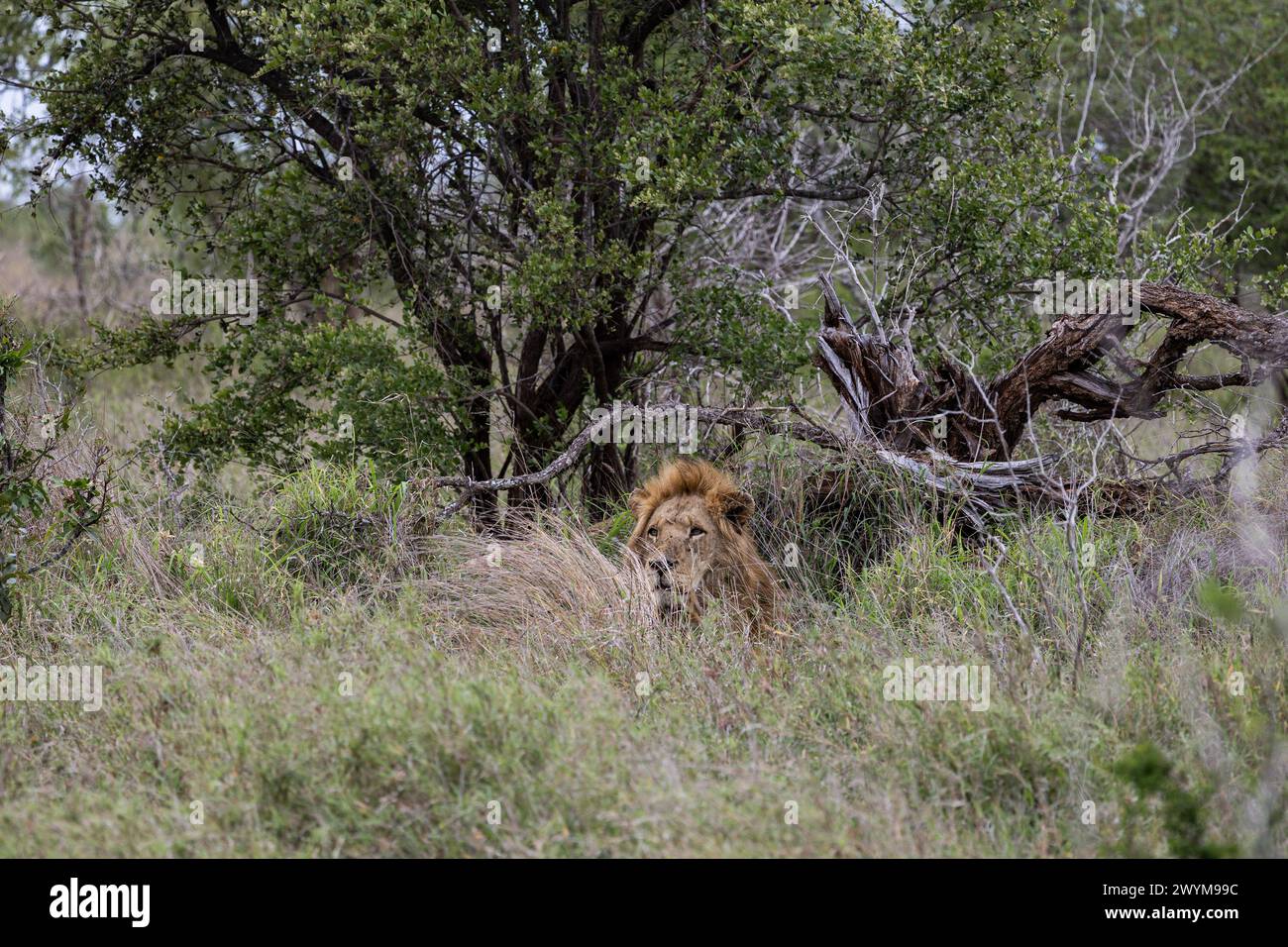 Le majestueux lion africain s'incline paisiblement au milieu d'un feuillage luxuriant dans le parc national Kruger, en Afrique du Sud, moment serein capturé lors d'un safari. Animaux naturels Banque D'Images
