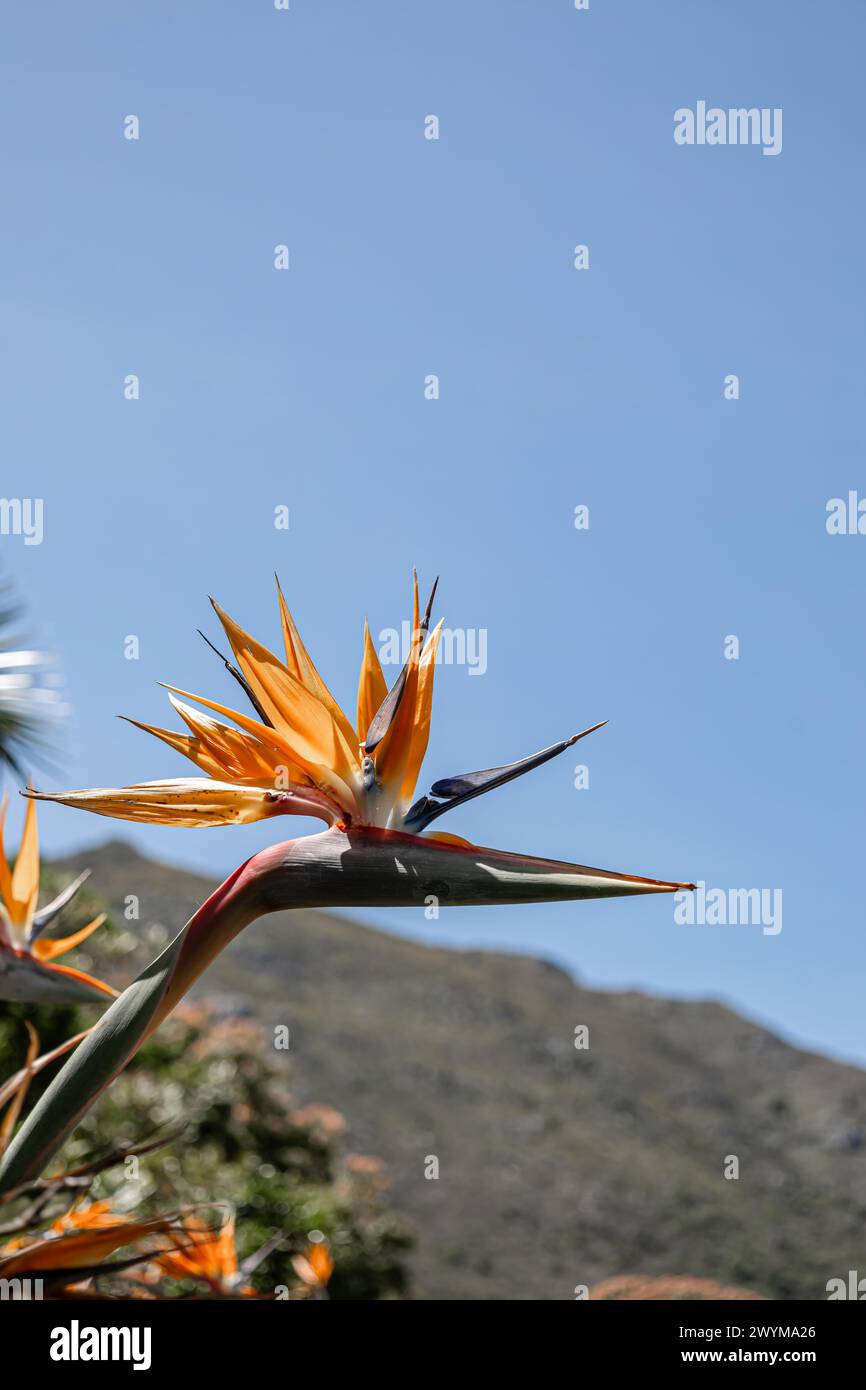Strelitzia reginae, oiseau du Paradis fleurit sur fond de colline et de ciel bleu. Fleurs africaines. Flore d'Afrique du Sud. Création étonnante de natu Banque D'Images