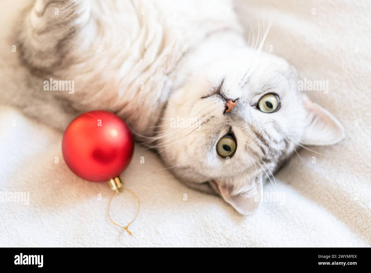 Un chat allongé sur un lit avec une boule rouge à côté. Le chat regarde la caméra les yeux grands ouverts. Banque D'Images