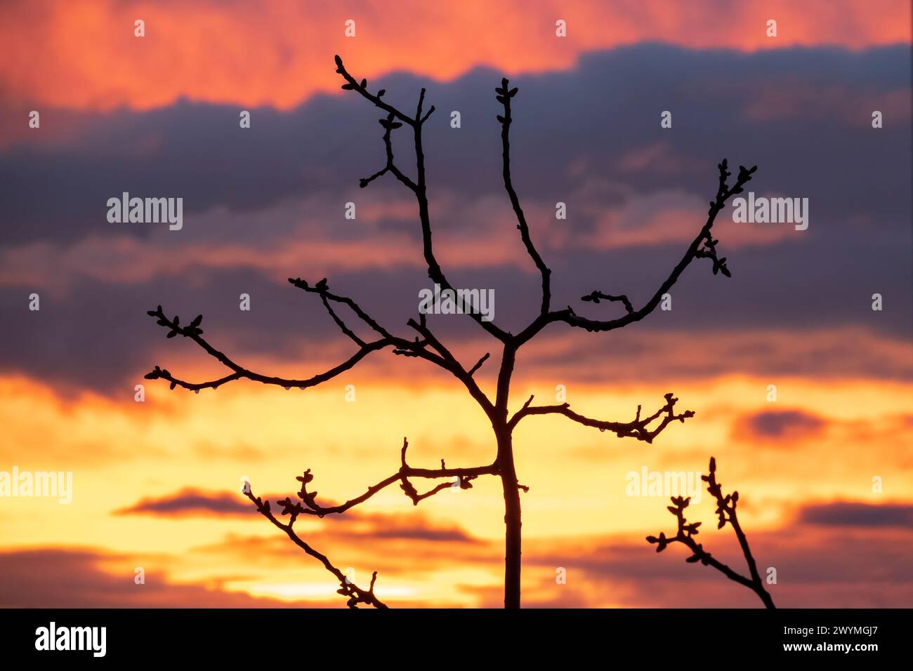 Silhouette d'arbre nu contre le ciel brûlant du coucher du soleil Banque D'Images