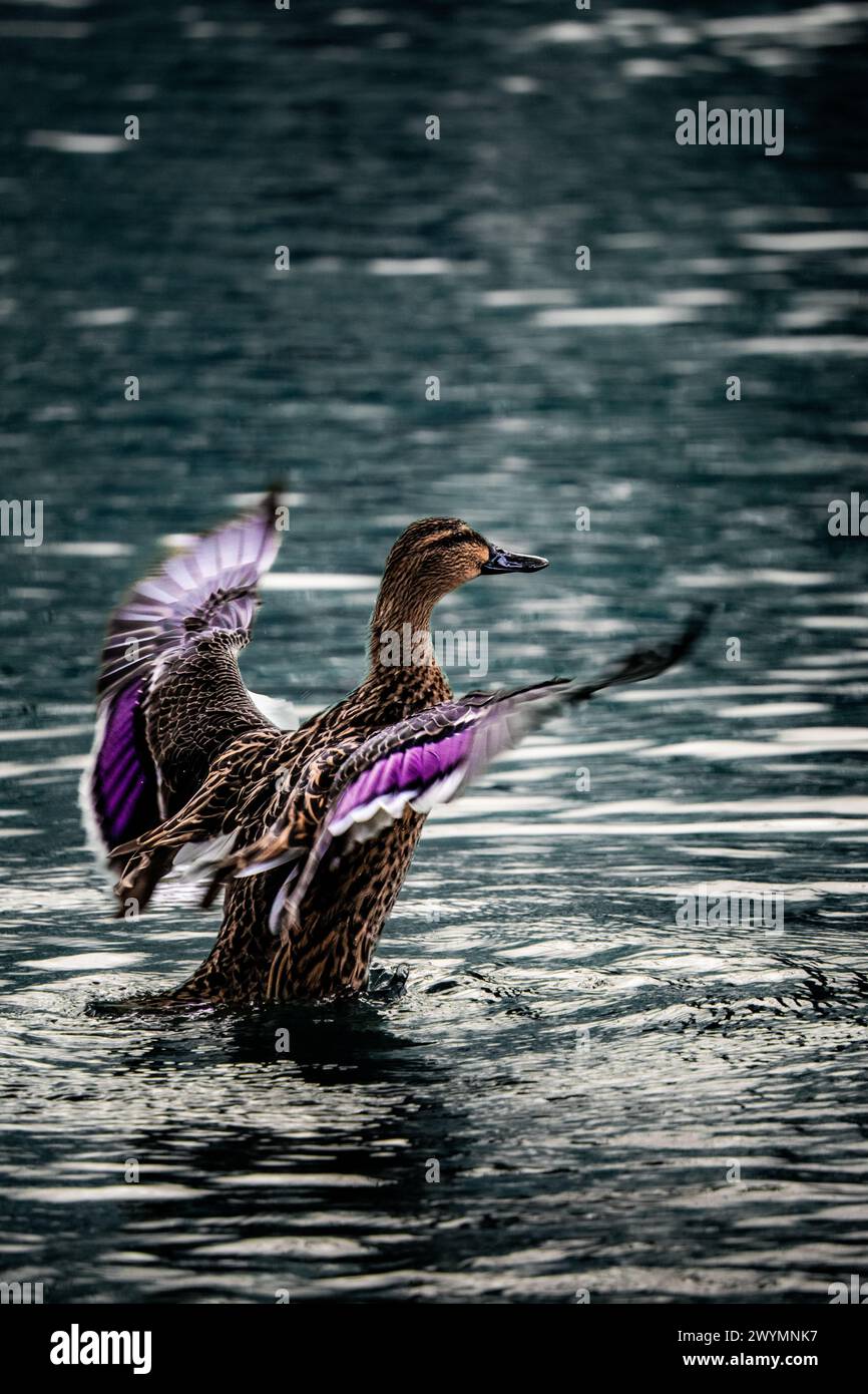Canard dans un étang qui monte et se dessèche après être allé sous l'eau Banque D'Images