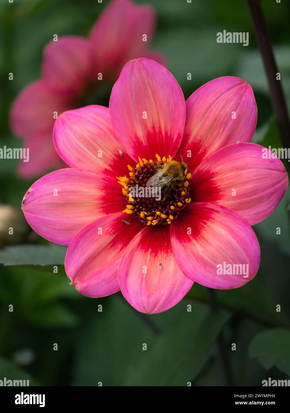 Fleur de Dahlia rose de couleur rougeâtre avec bourdon assis dessus Banque D'Images
