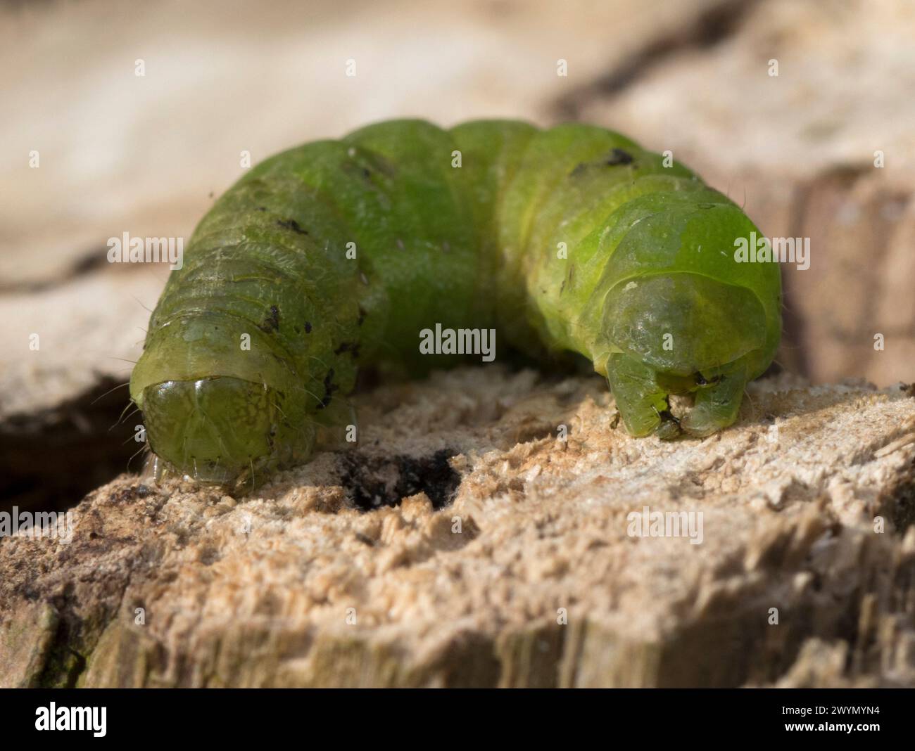 Caterpillar Silver y Moth Banque D'Images