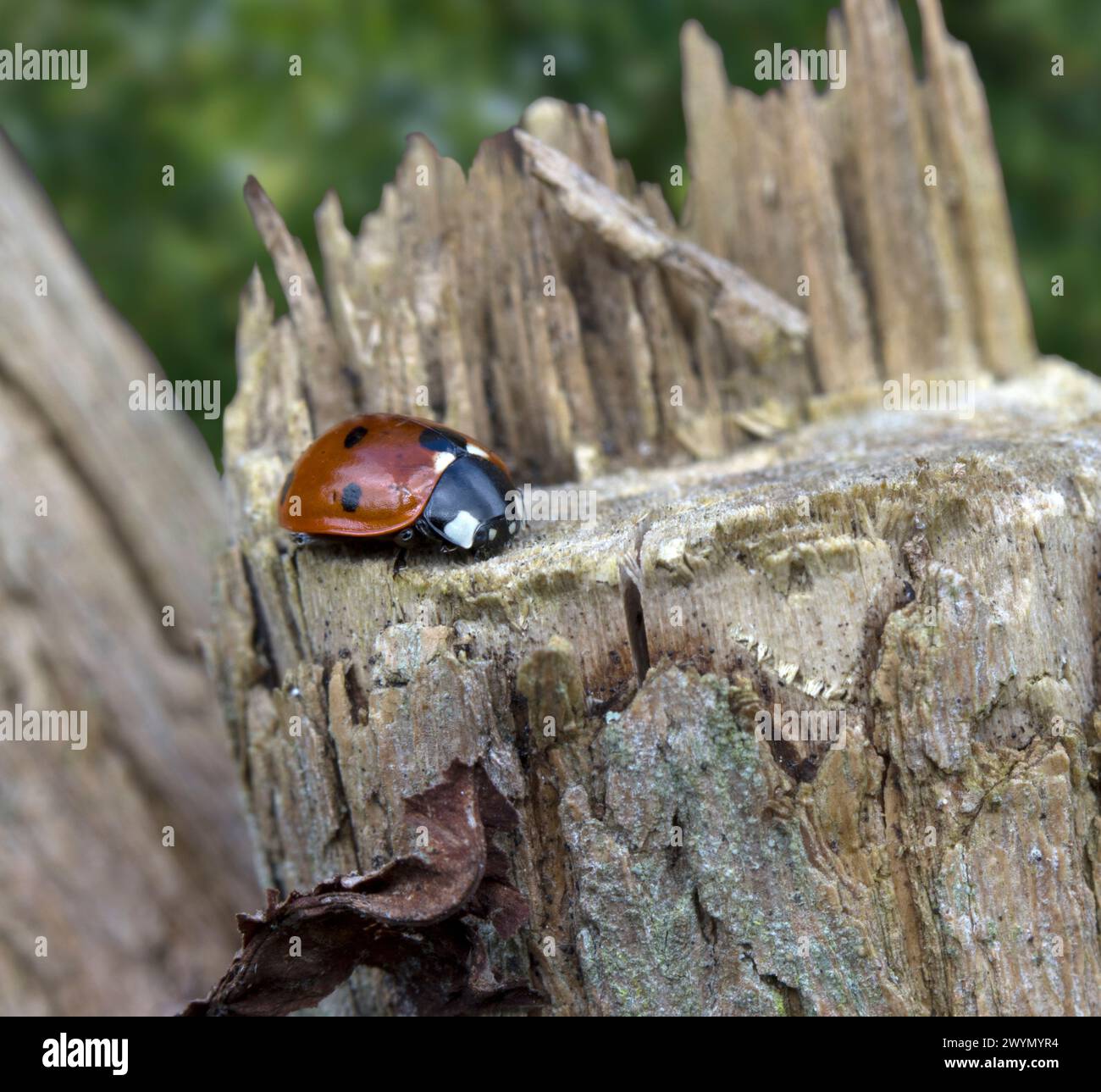 Orange 7 taches Ladybird Coccinella sept punctata Banque D'Images