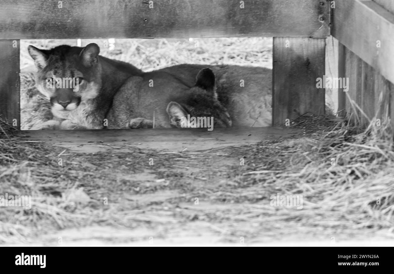 Deux couguars (Puma concolor), Hayla et Noa, dorment et se cachent dans un abri au WNC nature Center à Asheville, Caroline du Nord. Banque D'Images