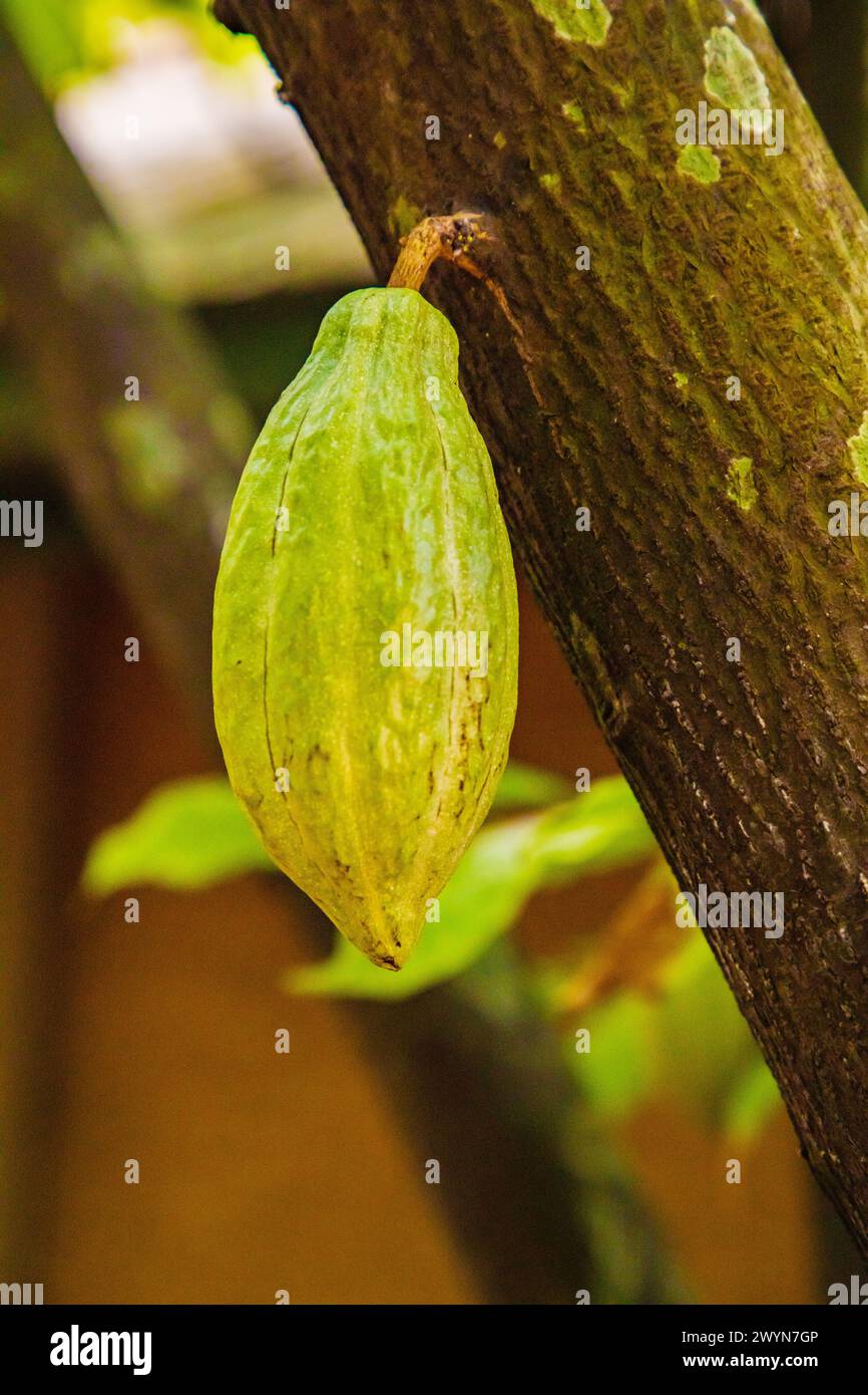 gousse de cacao mûre accrochée à l'arbre dans la plantation de cacoa. Fruit jaune-vert oblong mûrissant texturé d'un arbre tropical exotique en gros plan au Sri Lanka Banque D'Images