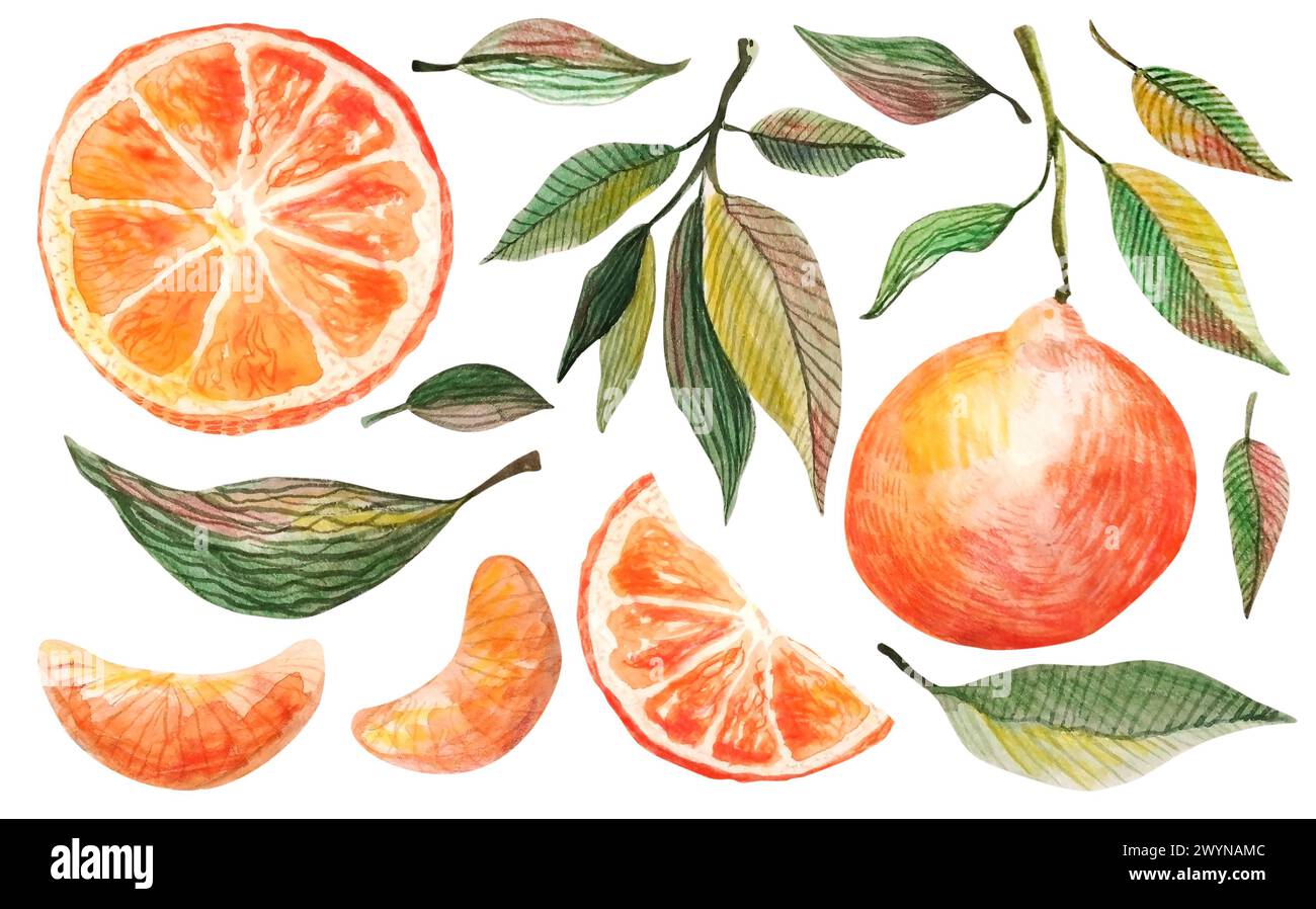 Ensemble mandarine aquarelle. Illustration botanique dessinée à la main de mandarines pelées, agrumes avec des feuilles et des tranches. Ensemble de mandarines isolées sur un Banque D'Images