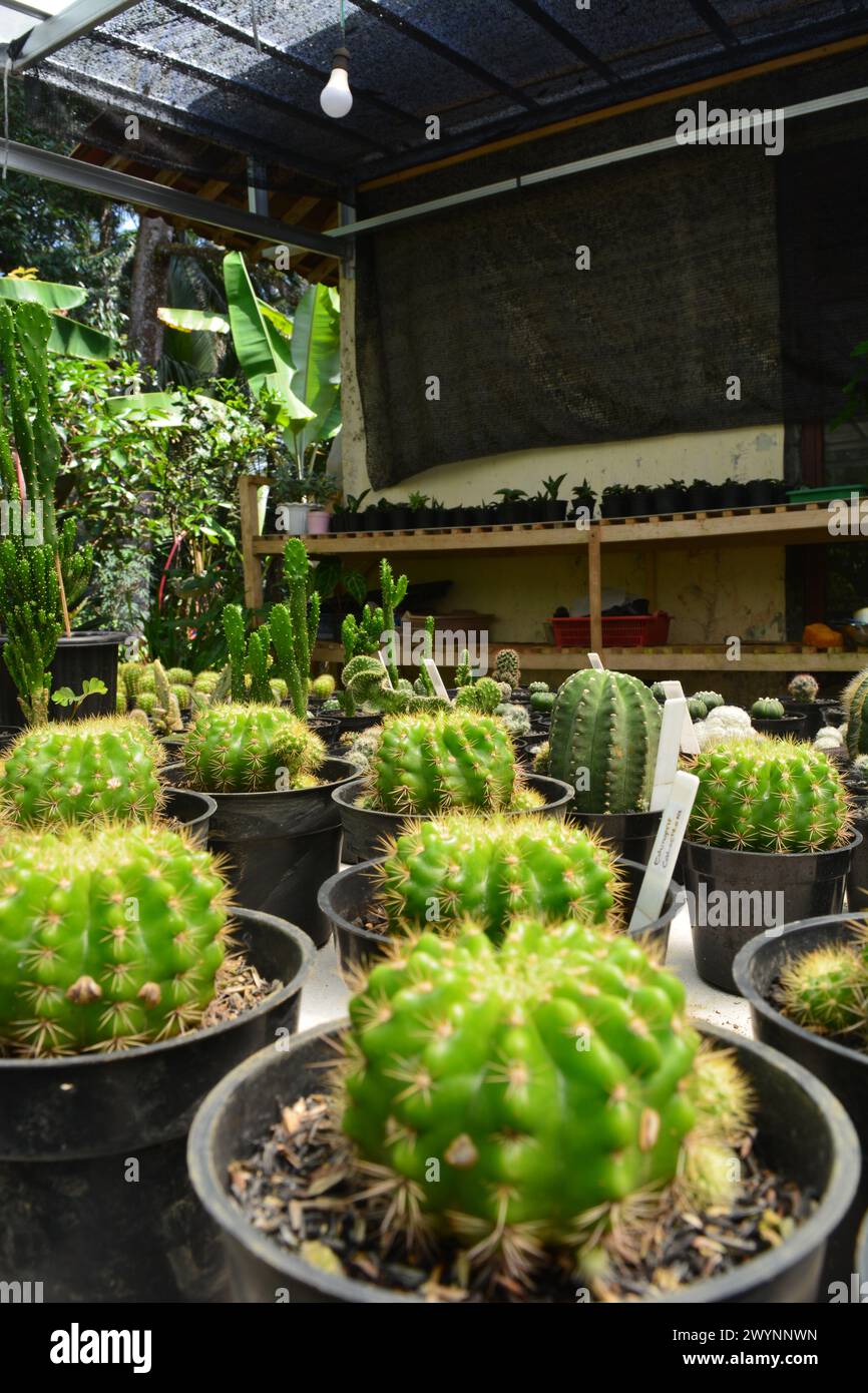 Mini Cactus dans le pot, magasin de plantes de cactus. Mini cactus comme arrière-plan. Magnifique cactus Gymnocalycium coloré. Photo verticale, vue de dessus. Banque D'Images