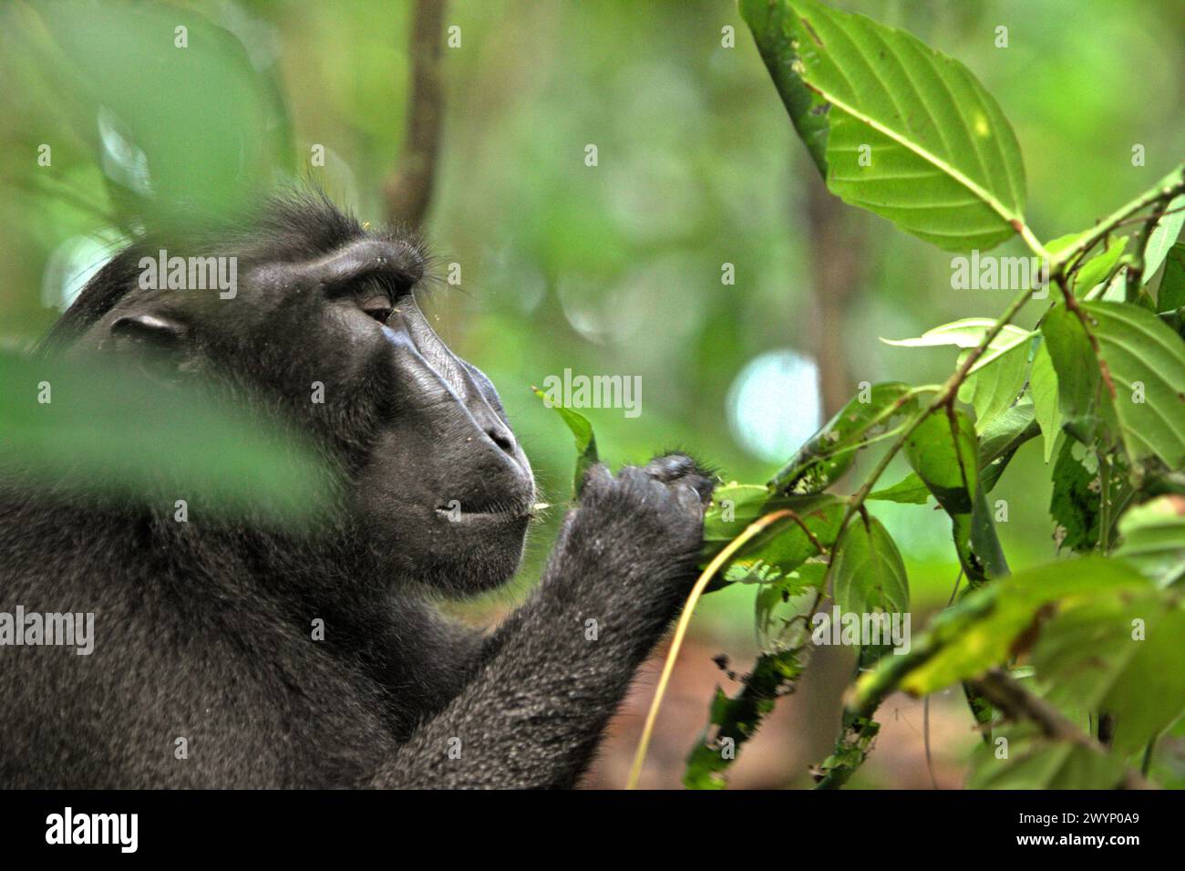 Un macaque à crête noire (Macaca nigra) mange les feuilles d'une espèce d'arbre non identifiée dans la forêt de Tangkoko, dans le Sulawesi du Nord, en Indonésie. «Le changement climatique est l'un des principaux facteurs affectant la biodiversité dans le monde à un rythme alarmant», selon une équipe de scientifiques dirigée par Antonio Acini Vasquez-Aguilar dans leur document de recherche publié pour la première fois en mars 2024 sur environ Monit Assess. Cela pourrait modifier la répartition géographique des espèces, y compris les espèces qui dépendent grandement du couvert forestier, ont-ils écrit. En d'autres termes, les changements climatiques peuvent réduire l'adéquation de l'habitat des espèces de primates, ... Banque D'Images