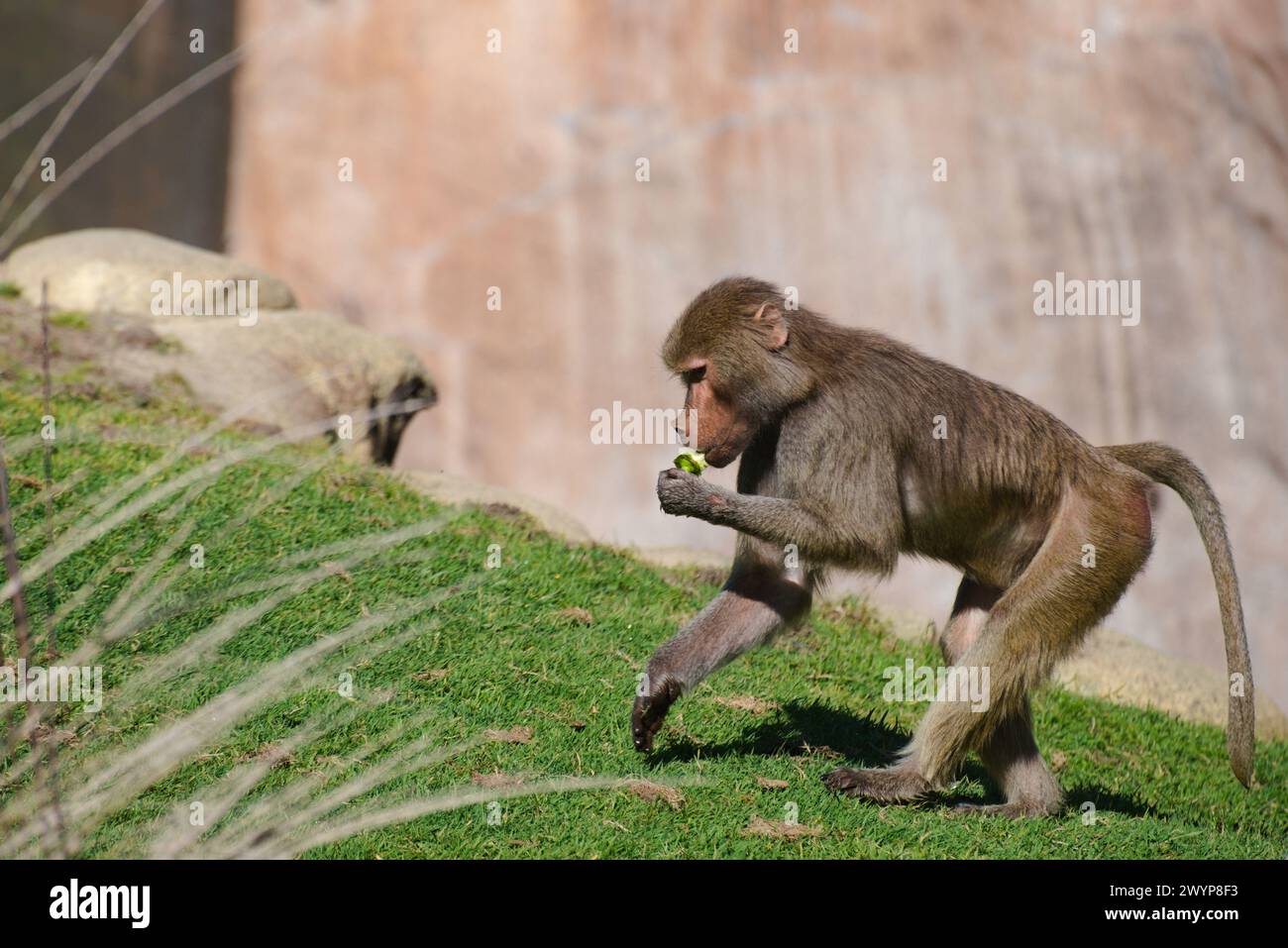 Mignon babouin marchant tout en consommant des fruits. Image animée du primate en mouvement, mettant en valeur son corps de fourrure fine. Banque D'Images