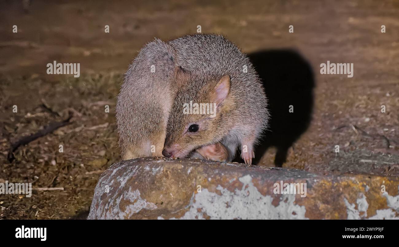 Bettong oriental de Tasmanie (Bettongia gaimardi ssp.cuniculus) petit mammifère macropode nocturne à la torche la nuit, Hobart, Tasmanie Banque D'Images