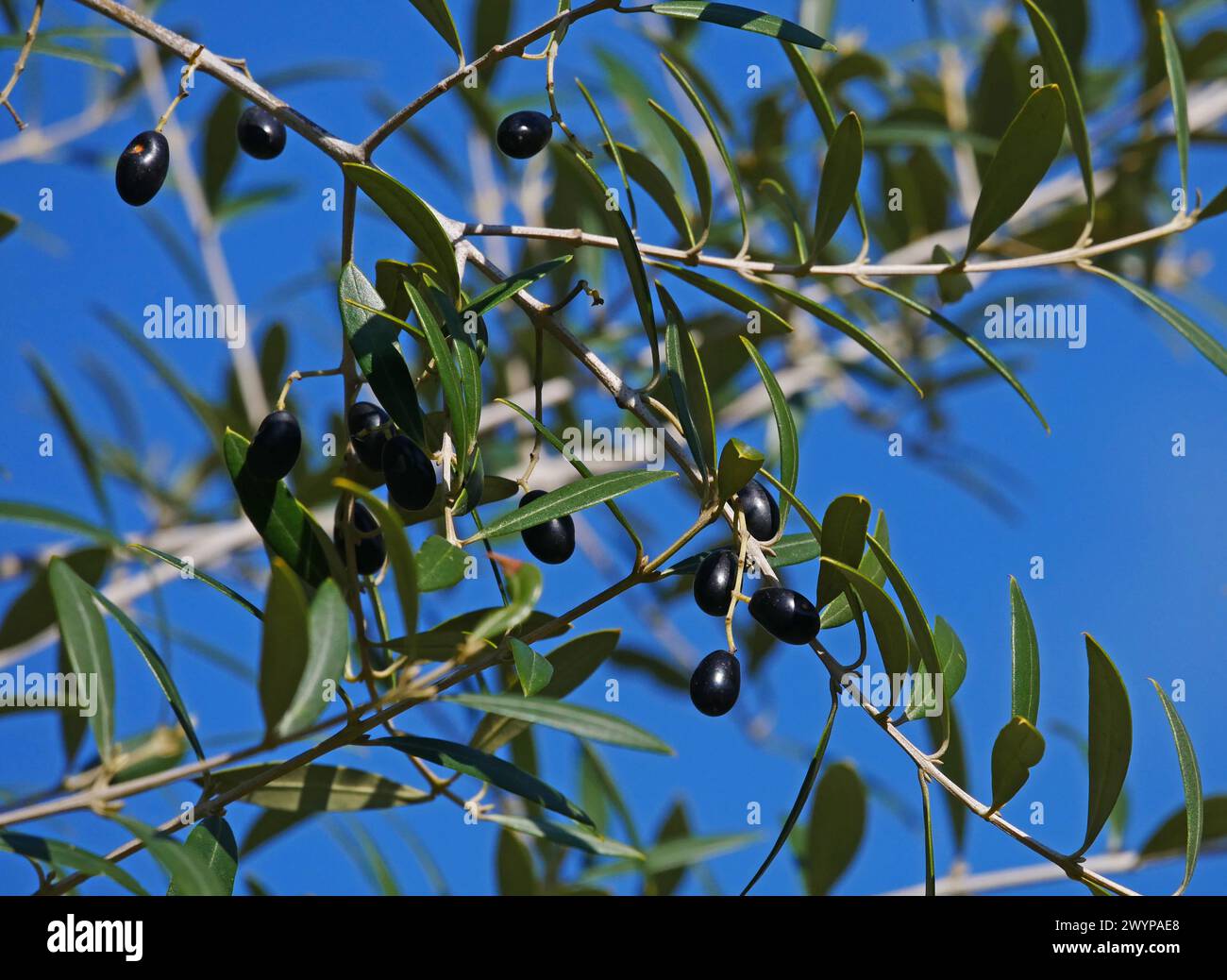 Fruits d'olive sauvages dans la campagne de Sardaigne, Italie Banque D'Images