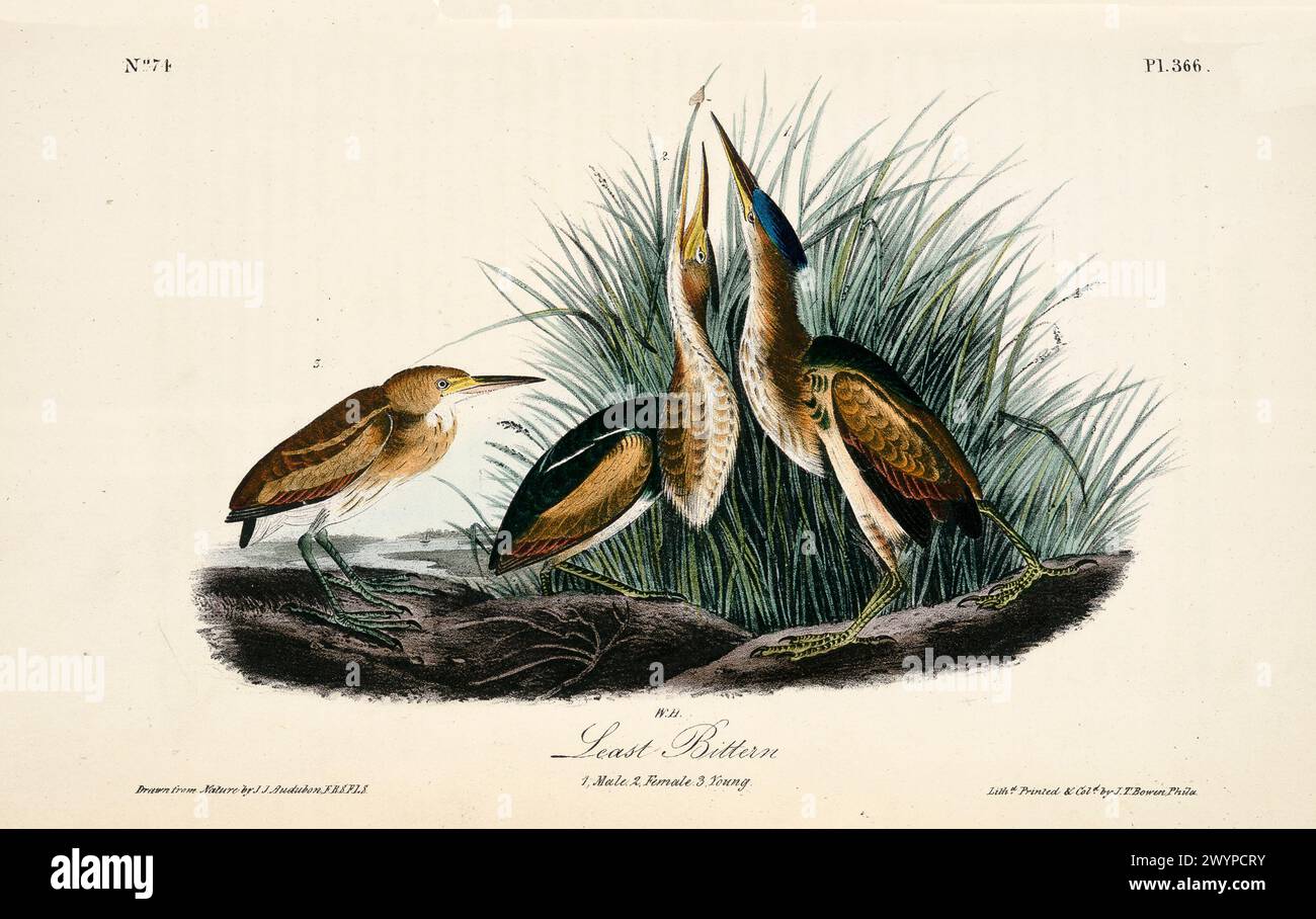 Ancienne illustration gravée d'Icobrychus exilis. Par J.J. Audubon : Birds of America, Philadelphie, 1840 Banque D'Images