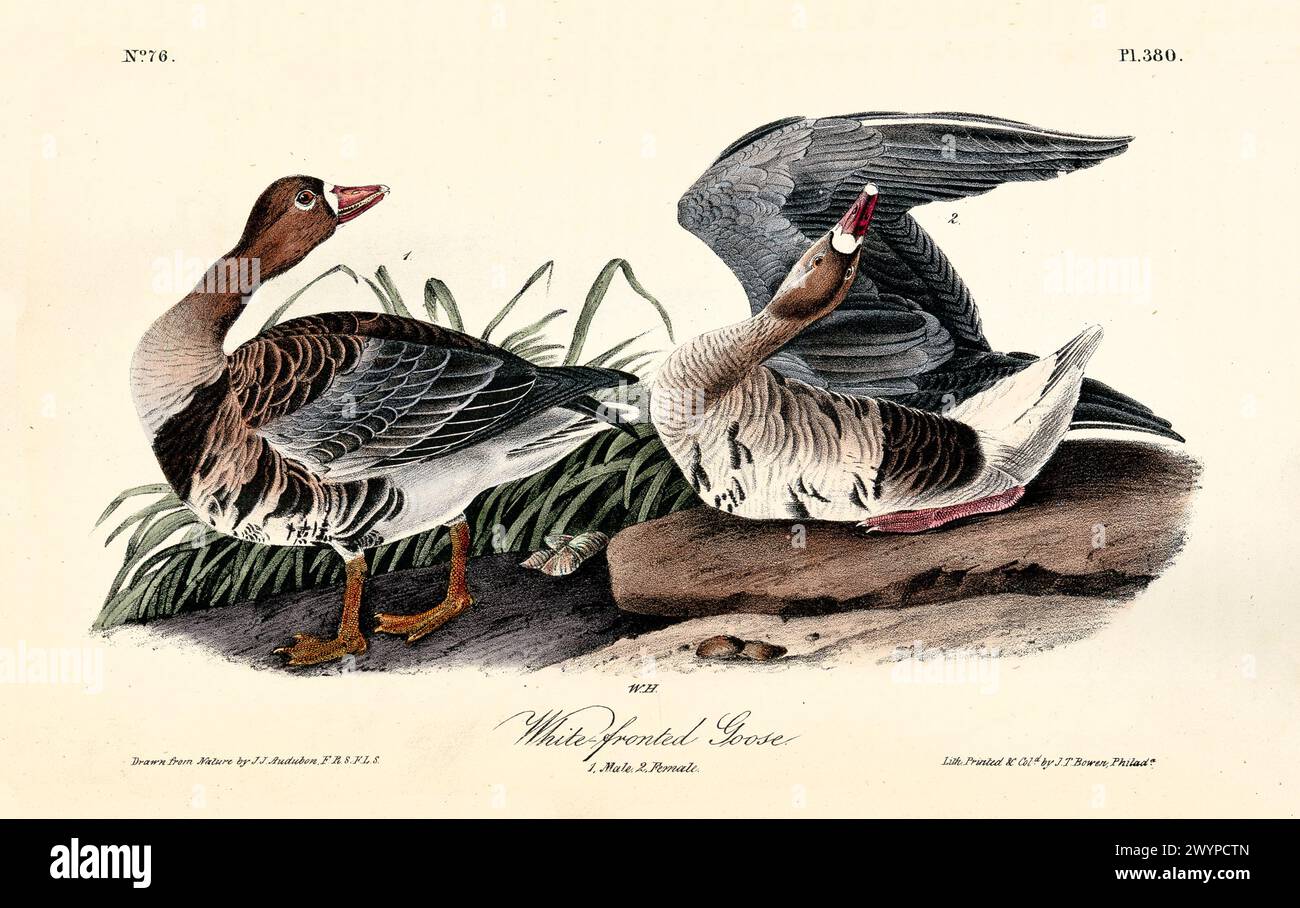 Paire d'oies à front blanc dans un cadre marécageux, l'une debout en alerte tandis que l'autre s'incline avec des ailes relevées. Par J.J. Audubon : Birds of America, 1840 Banque D'Images