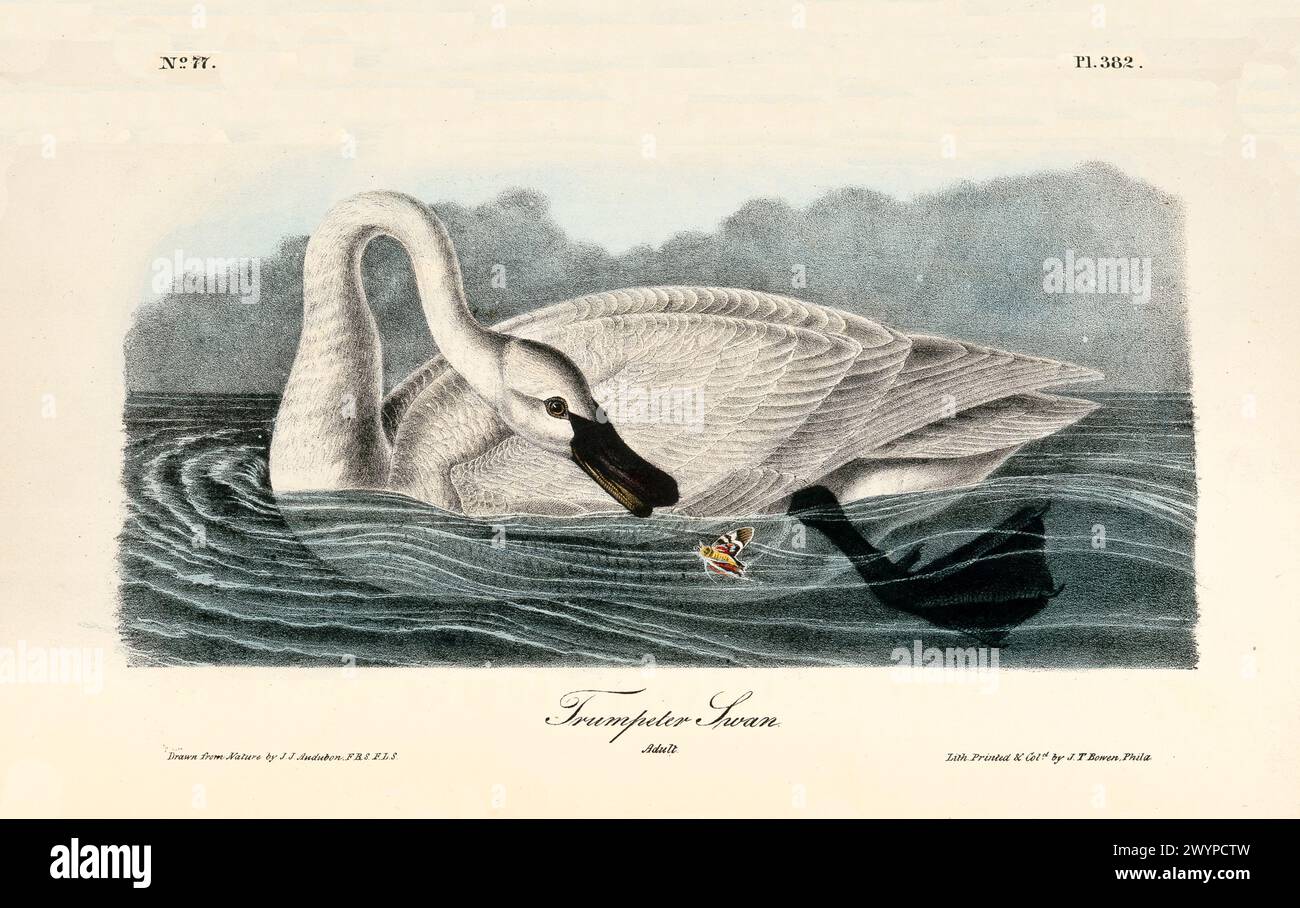 Ancienne illustration gravée du cygne trompettiste (Cygnus buccinator). Par J.J. Audubon : Birds of America, Philadelphie, 1840 Banque D'Images