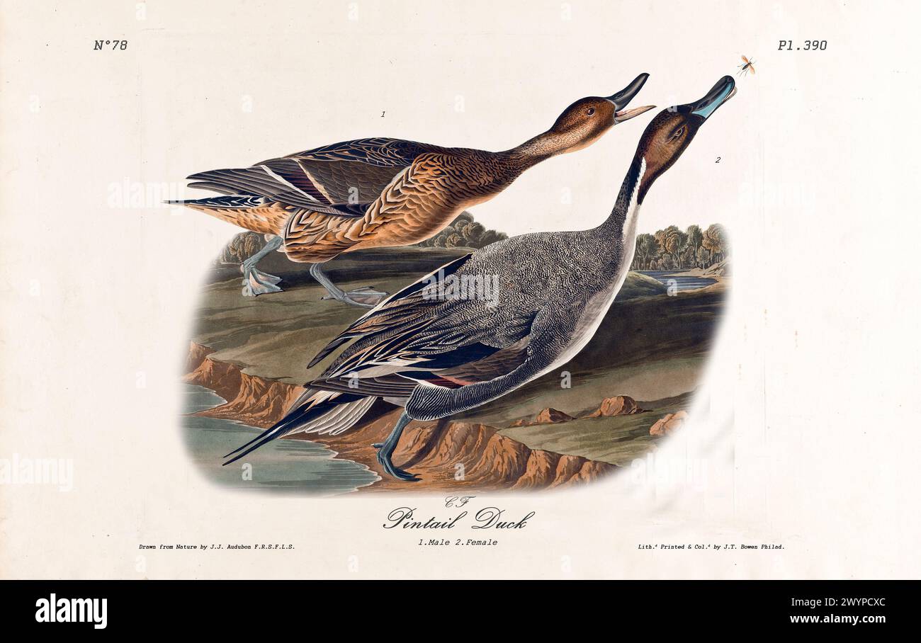 Pintail Duck paire s'avance sur la falaise côtière, mâle s'étirant pour un insecte volant. Par J.J. Audubon : Birds of America, Philadelphie, 1840 Banque D'Images