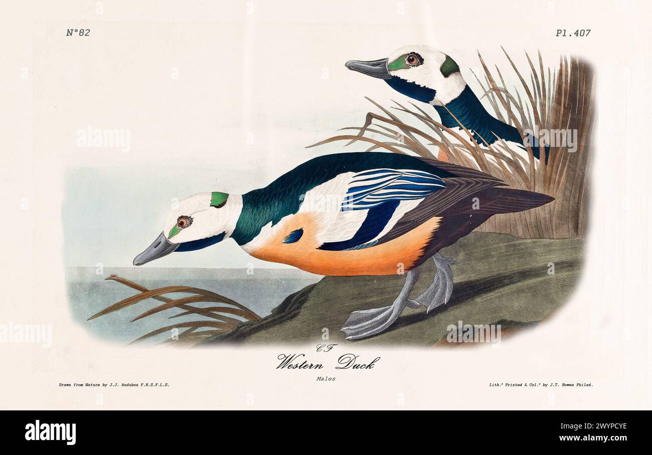 Deux canards de l'Ouest aux couleurs vives se dressent près de roseaux au bord de l'eau, mettant en valeur un plumage vibrant. Par J.J. Audubon : Birds of America, Philadelphie, 1840 Banque D'Images