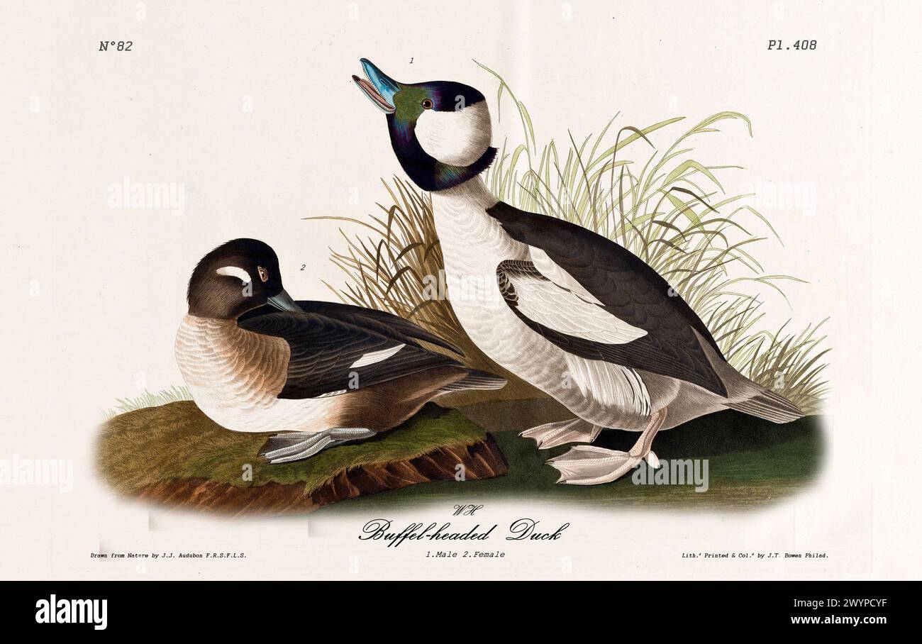 Illustration d'une paire de canards à tête tampon dans un cadre naturel. Par J.J. Audubon : Birds of America, Philadelphie, 1840 Banque D'Images