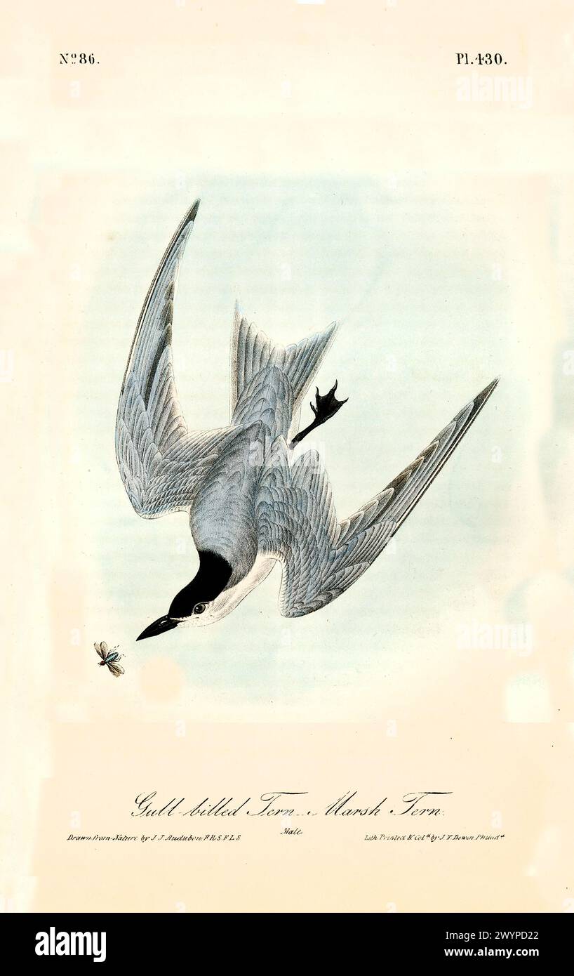 Ancienne illustration gravée de terne à bec de mouette ou de terne de marais (Gelochelidon nilotica). Par J.J. Audubon : Birds of America, Philadelphie, 1840 Banque D'Images