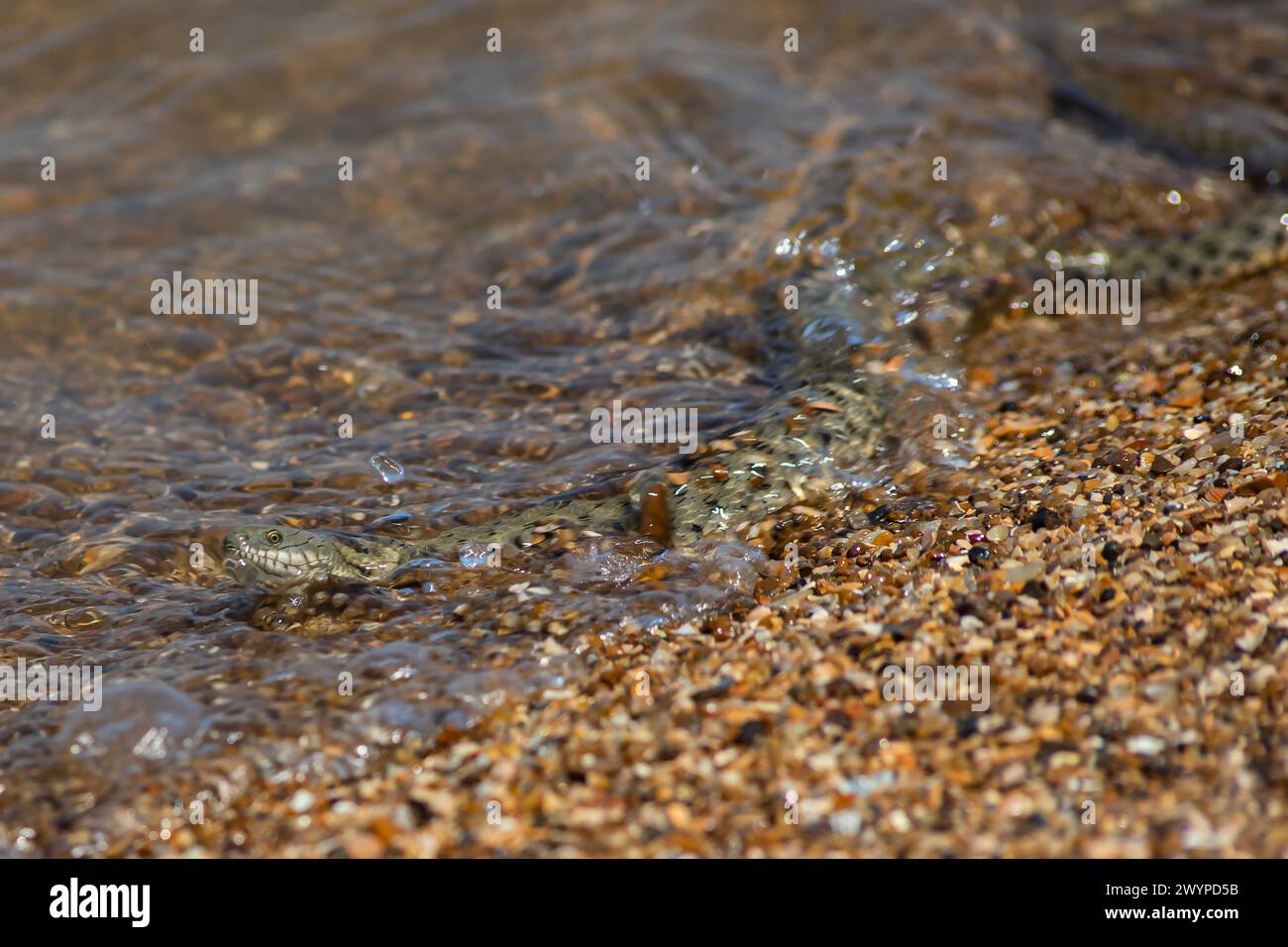 Natrix tessellata serpent d'eau sur la plage. Banque D'Images