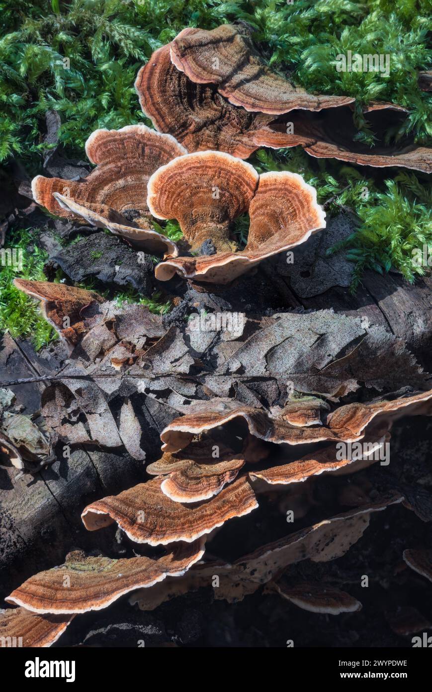Forest Harmony : mousse et champignons en symbiose : un monde magique où chaque pas révèle de nouvelles surprises Banque D'Images