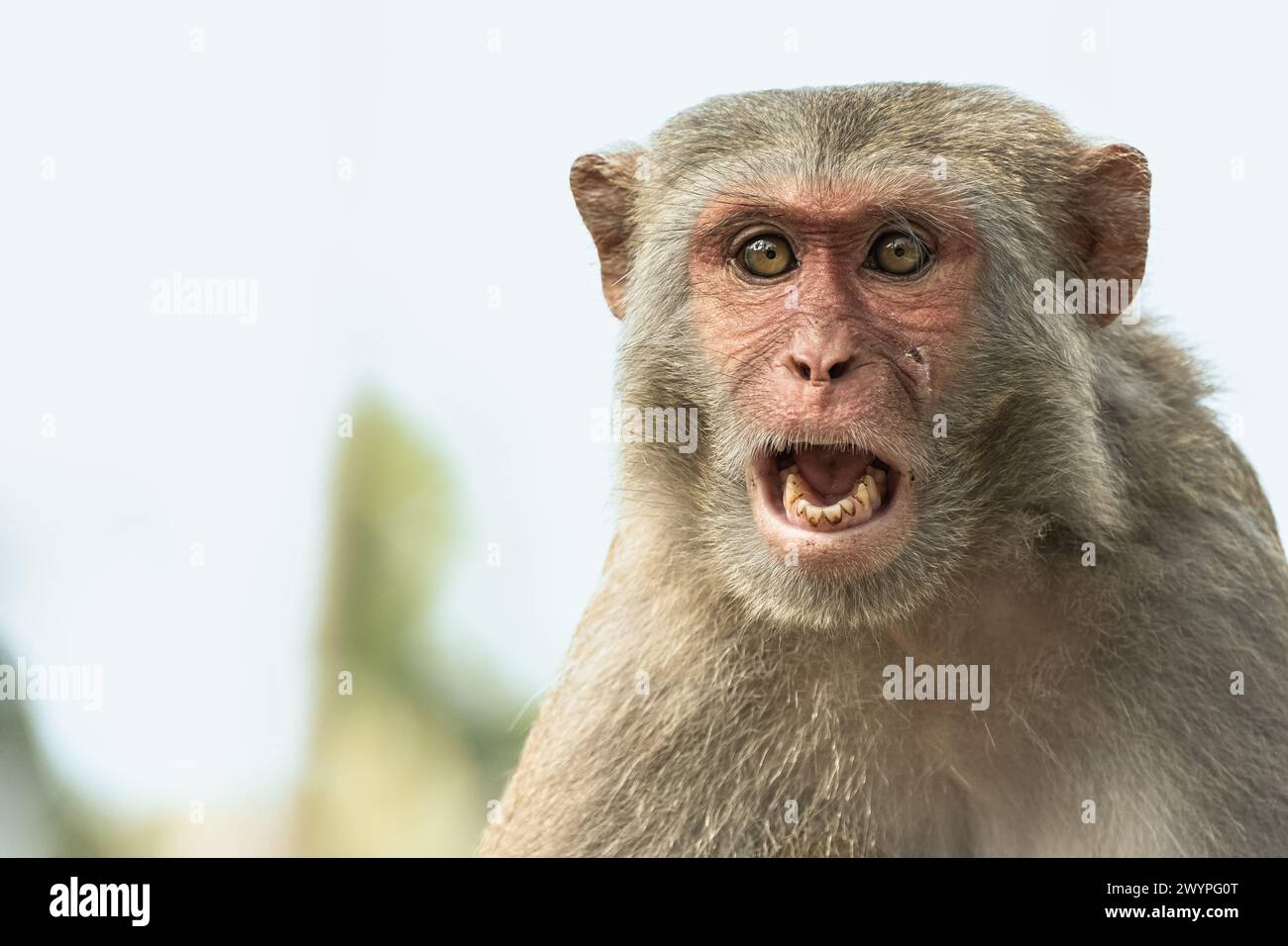 Singe agressif assis sur l'arbre.. Le macaque rhésus assis seul sur une branche d'arbre. vue rapprochée. Il est originaire du Sud, du Centre et du Sud Banque D'Images