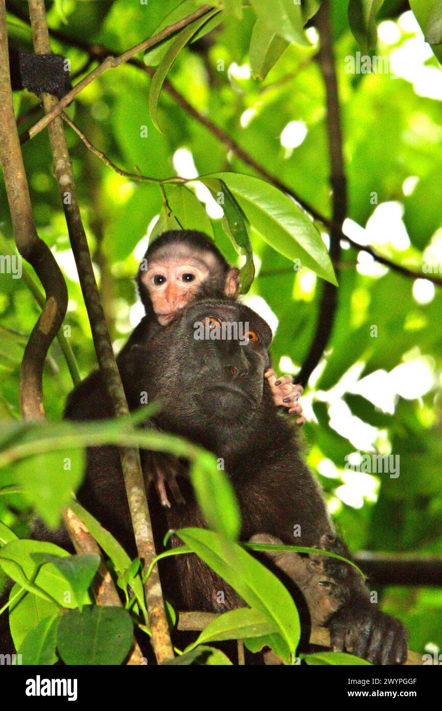 Un nourrisson de macaque à crête (Macaca nigra) est photographié alors qu'il joue dans les soins d'une femme adulte pendant la période de sevrage dans la forêt de Tangkoko, Sulawesi du Nord, Indonésie. «Le changement climatique est l'un des principaux facteurs affectant la biodiversité dans le monde à un rythme alarmant», selon une équipe de scientifiques dirigée par Antonio Acini Vasquez-Aguilar dans leur document de recherche publié pour la première fois en mars 2024 sur environ Monit Assess. Cela pourrait modifier la répartition géographique des espèces, y compris les espèces qui dépendent grandement du couvert forestier, ont-ils écrit. En d'autres termes, le changement climatique peut... Banque D'Images